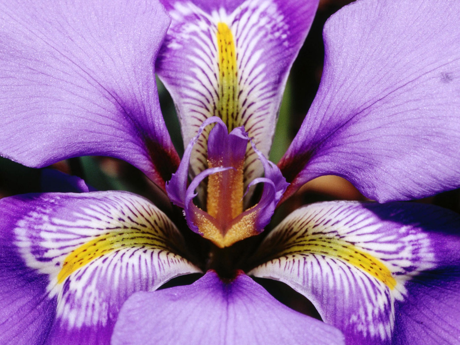 寬屏鮮花特寫 壁紙(12) #7 - 1600x1200