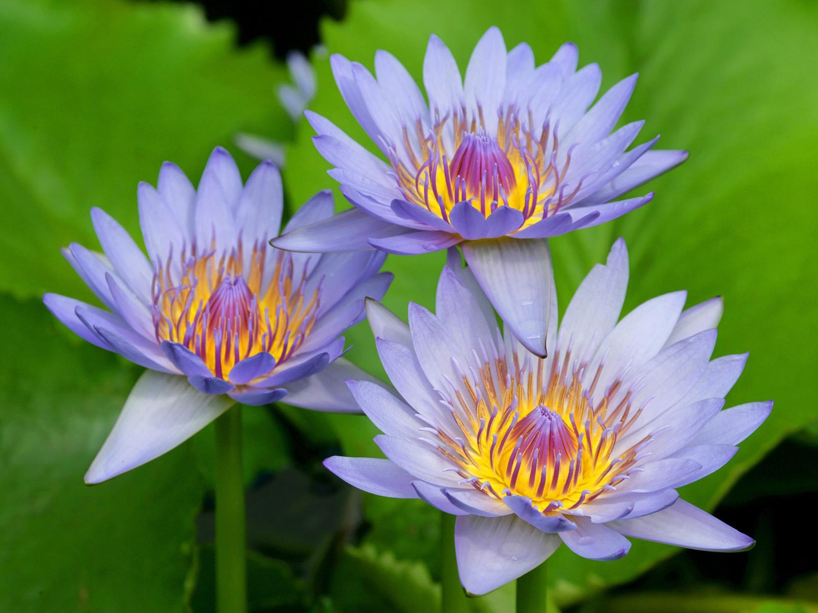 寬屏鮮花特寫 壁紙(12) #20 - 1600x1200