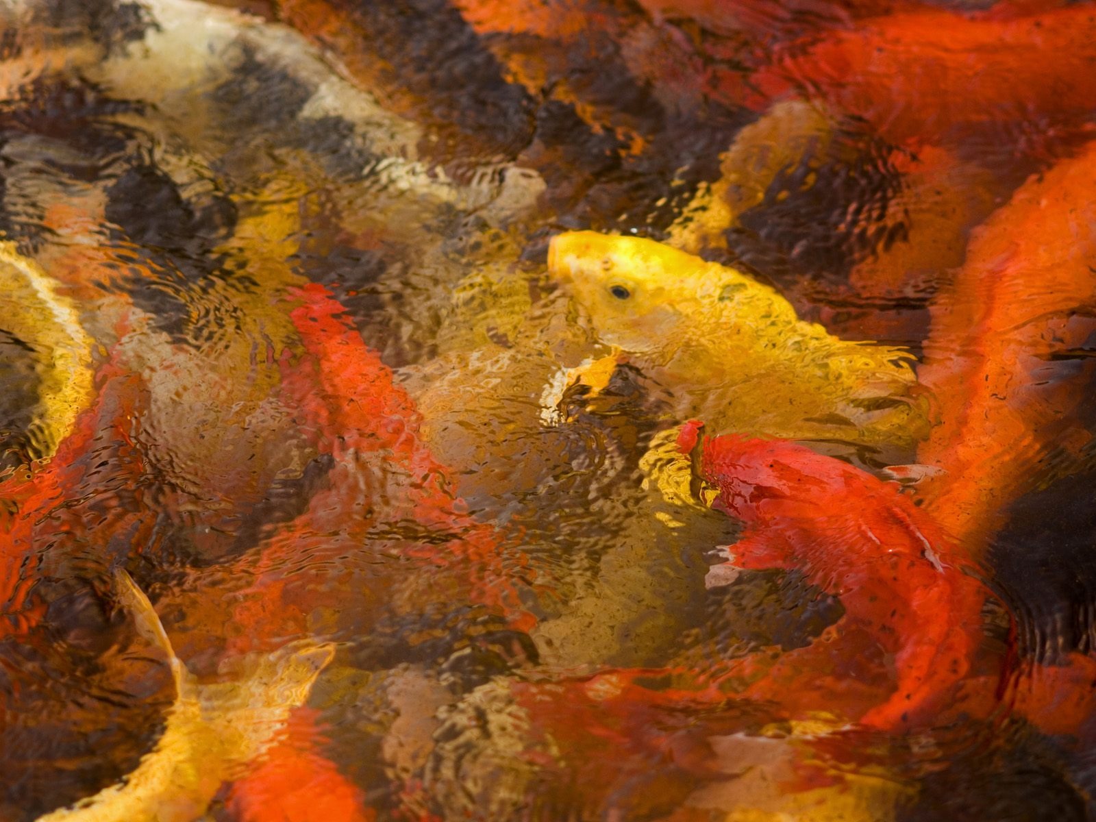 Animal Wallpaper Collection (20) #7 - 1600x1200