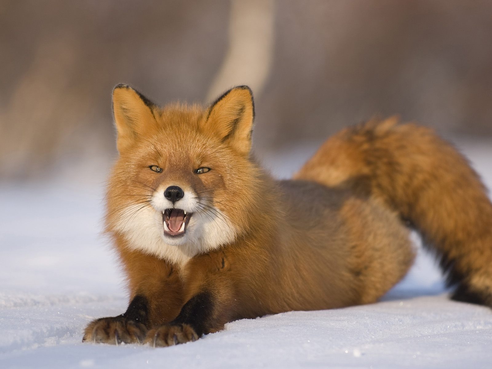 Animal Wallpaper Collection (20) #8 - 1600x1200