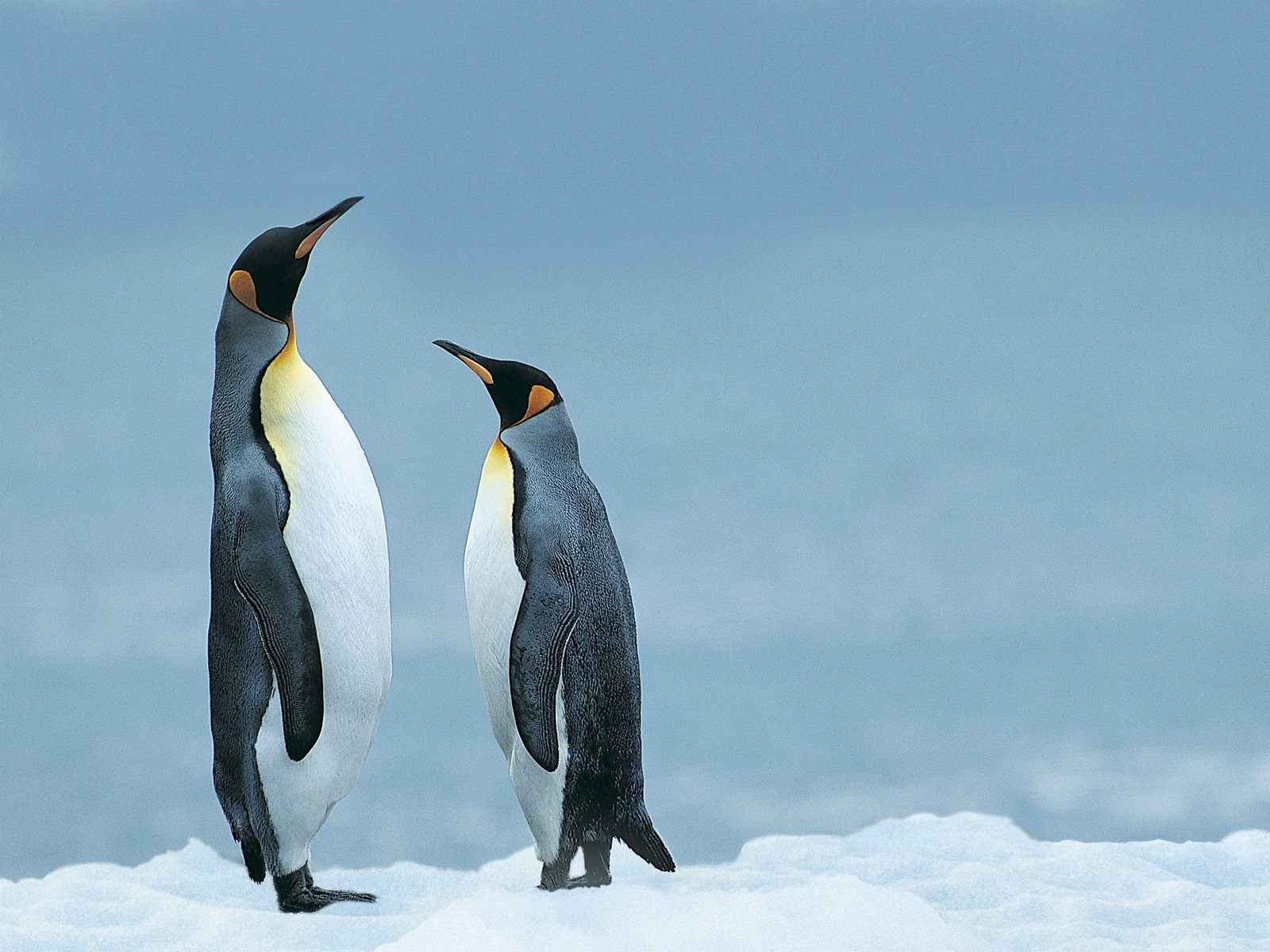Animal Wallpaper Collection (20) #15 - 1600x1200