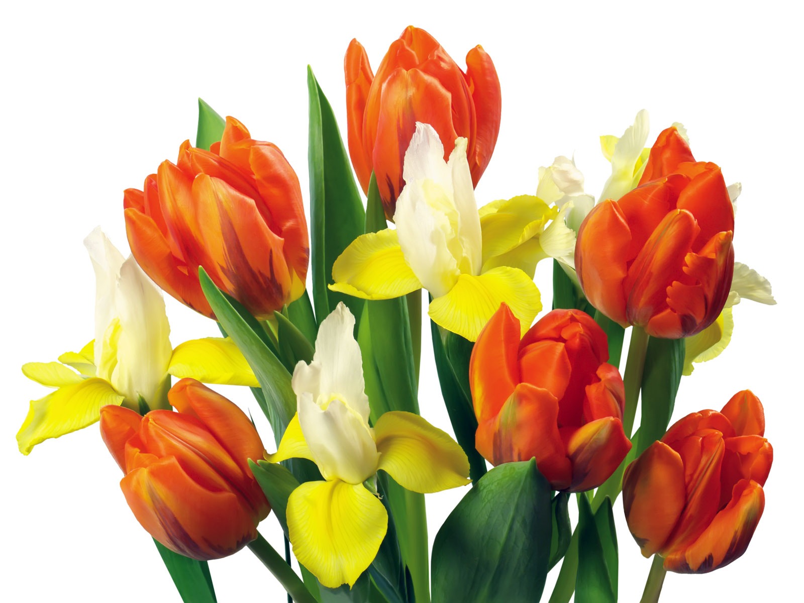 Tulip wallpaper album (2) #10 - 1600x1200