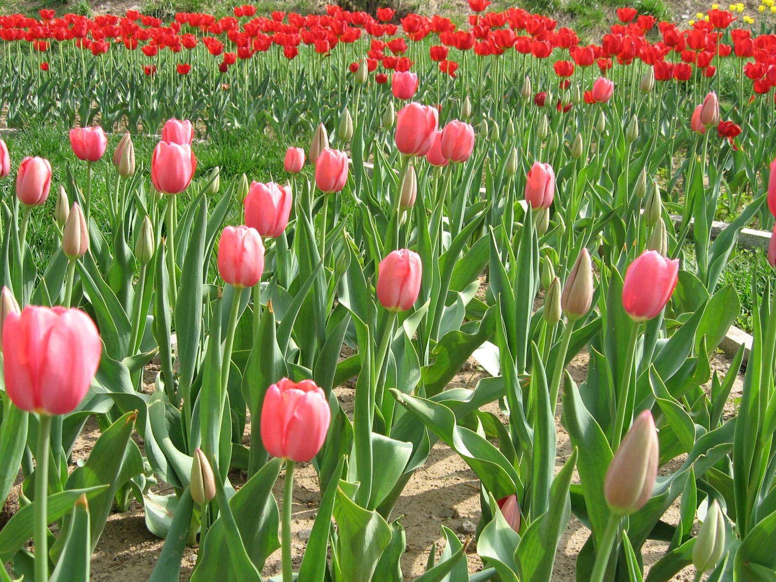 Fond d'écran album Tulip (3) #5 - 1600x1200