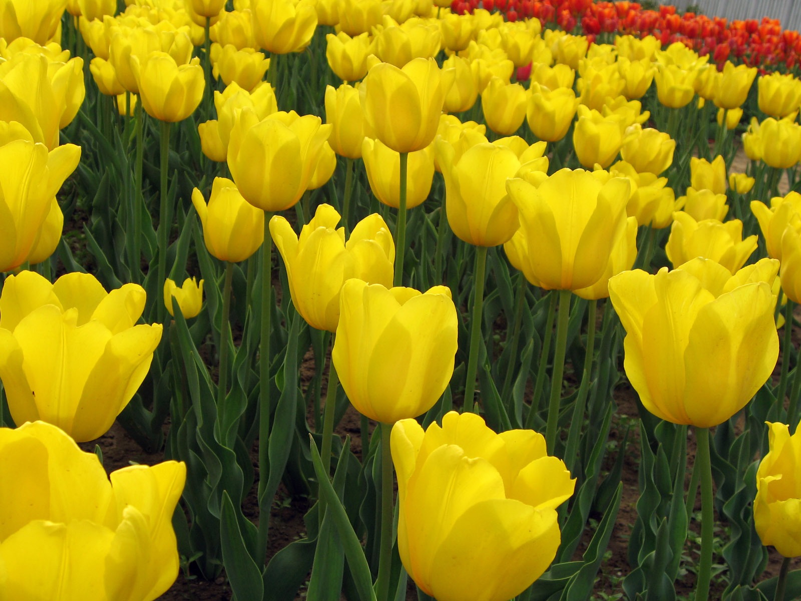 Tulip wallpaper album (3) #11 - 1600x1200