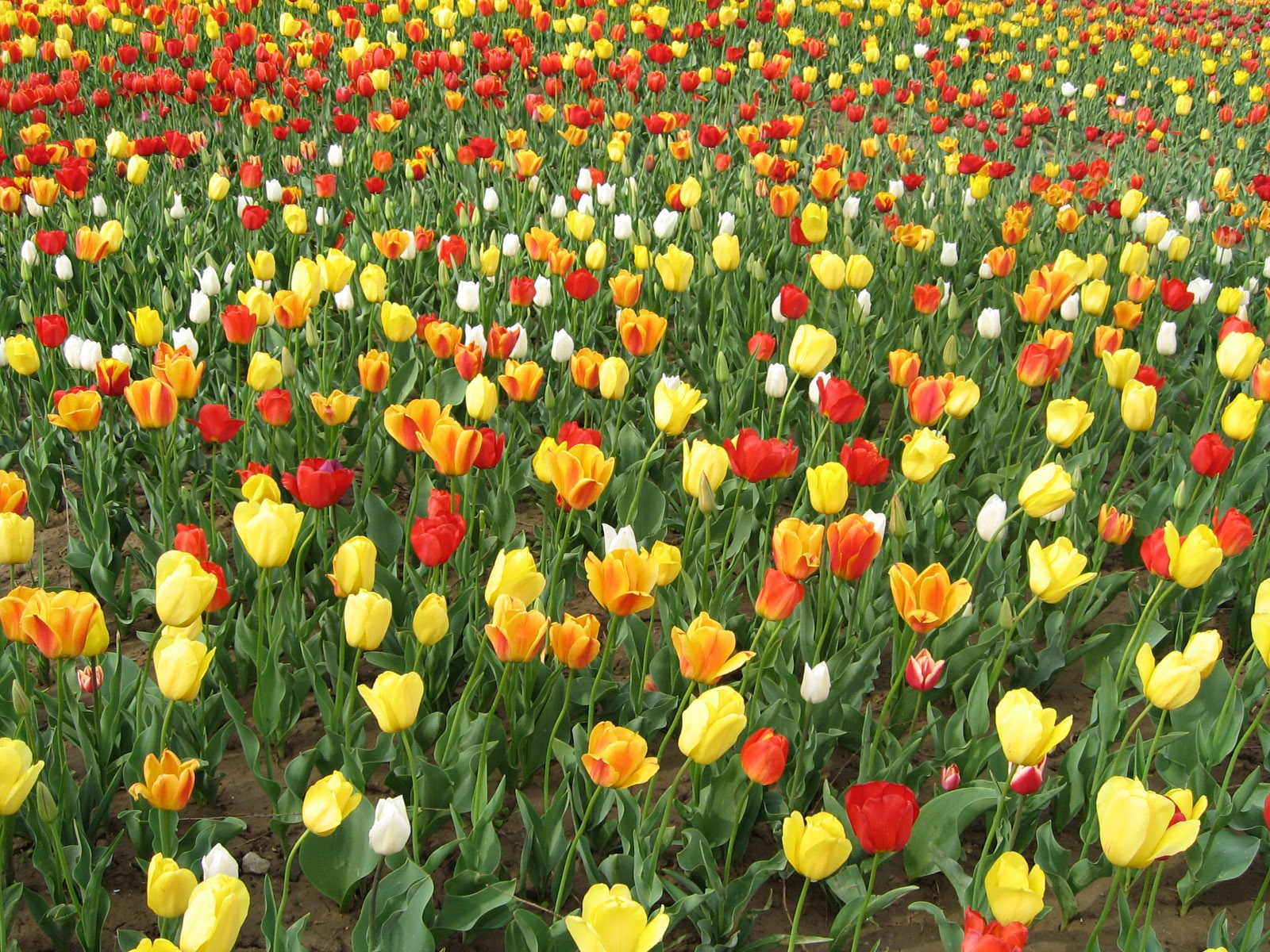 Tulip tapety album (3) #19 - 1600x1200