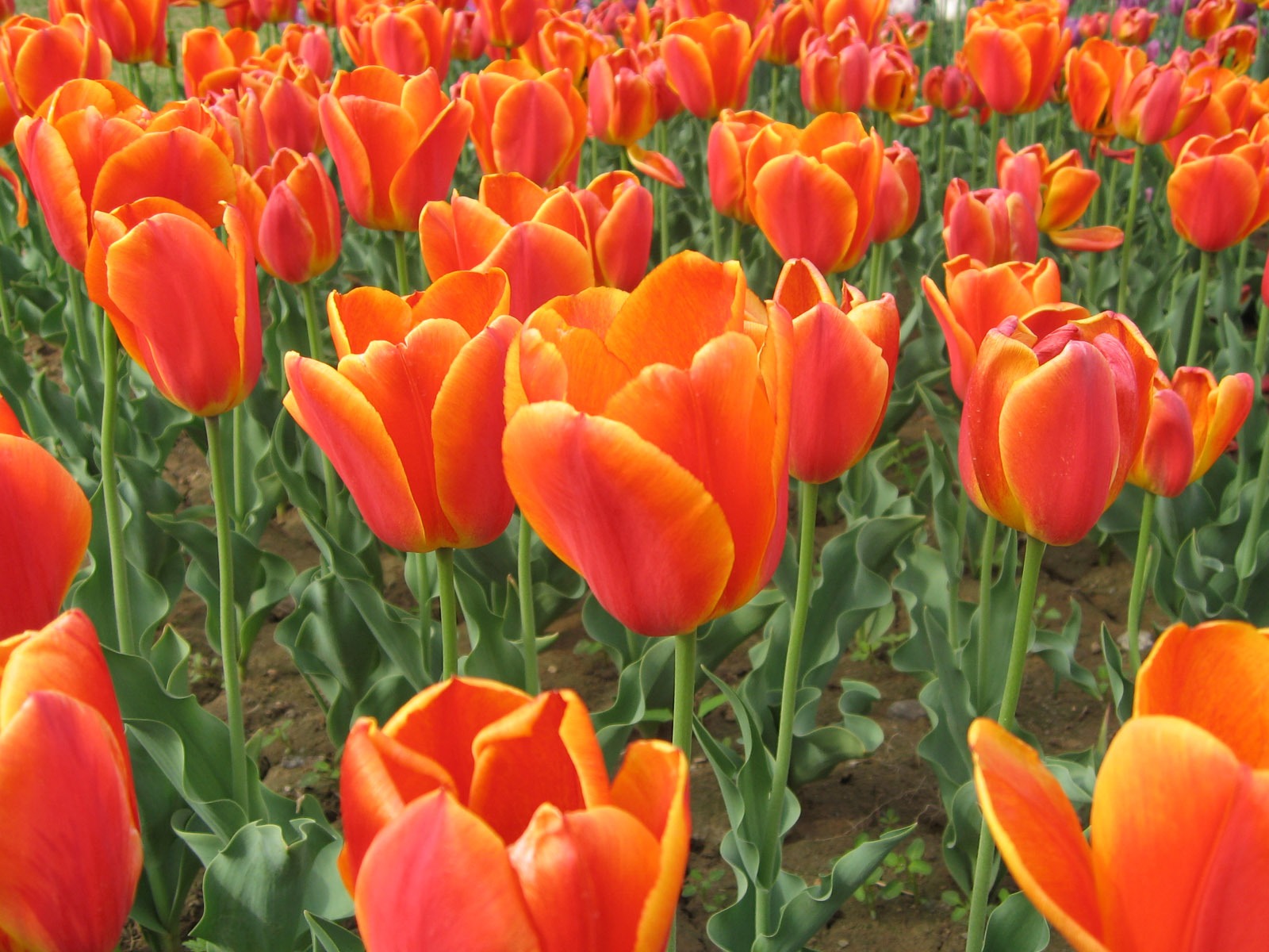 Tulip álbum de fondo de pantalla (4) #6 - 1600x1200