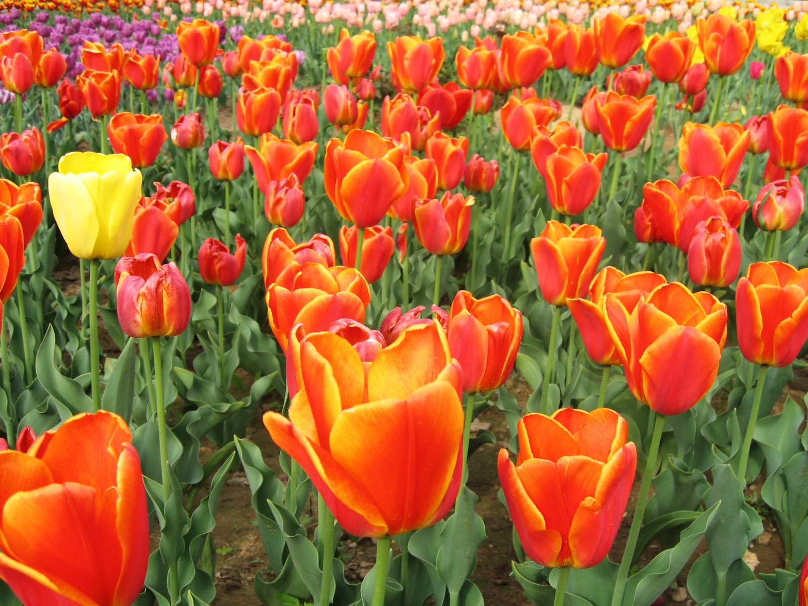 Tulip álbum de fondo de pantalla (4) #7 - 1600x1200