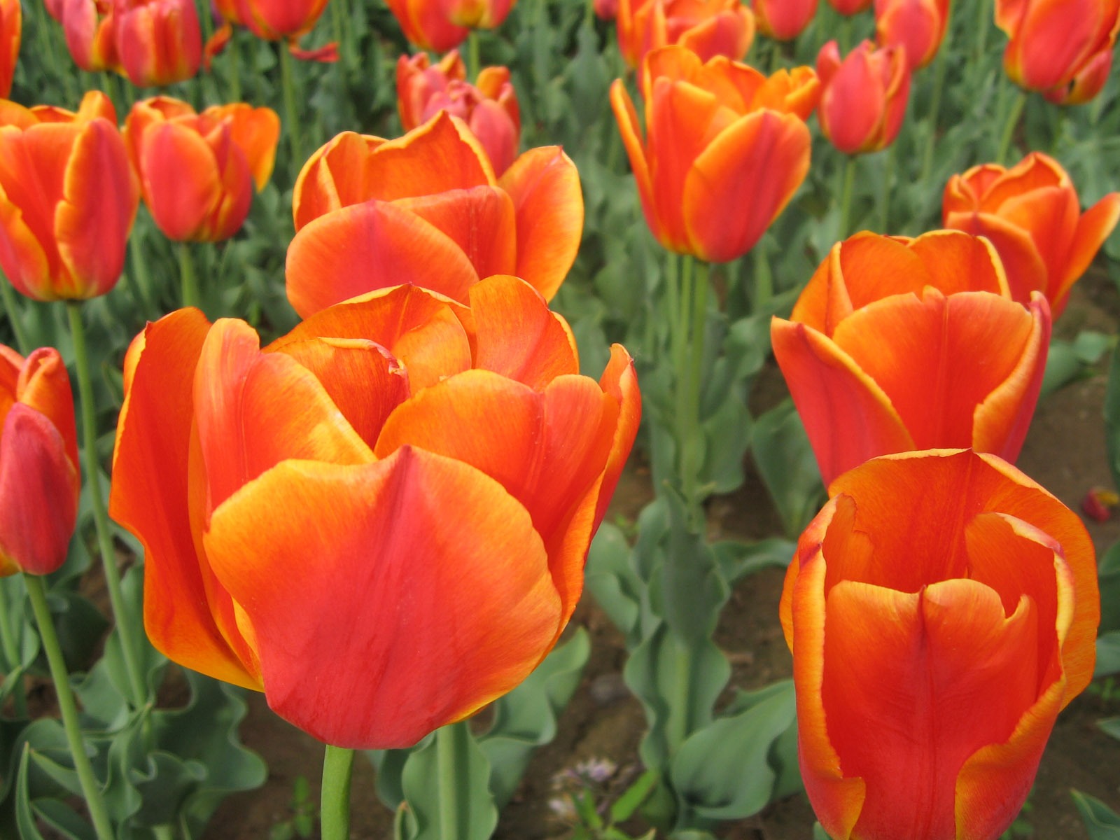 Tulip álbum de fondo de pantalla (4) #9 - 1600x1200