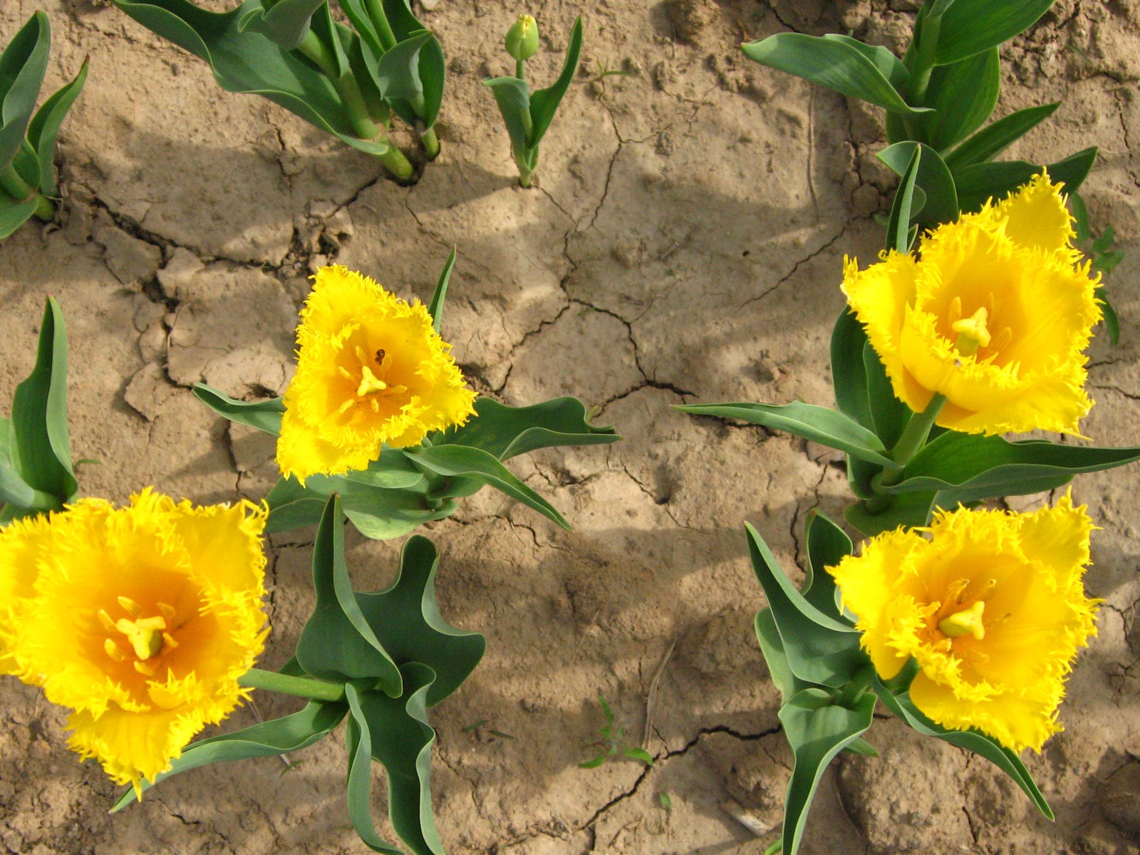 Tulip tapety album (4) #11 - 1600x1200