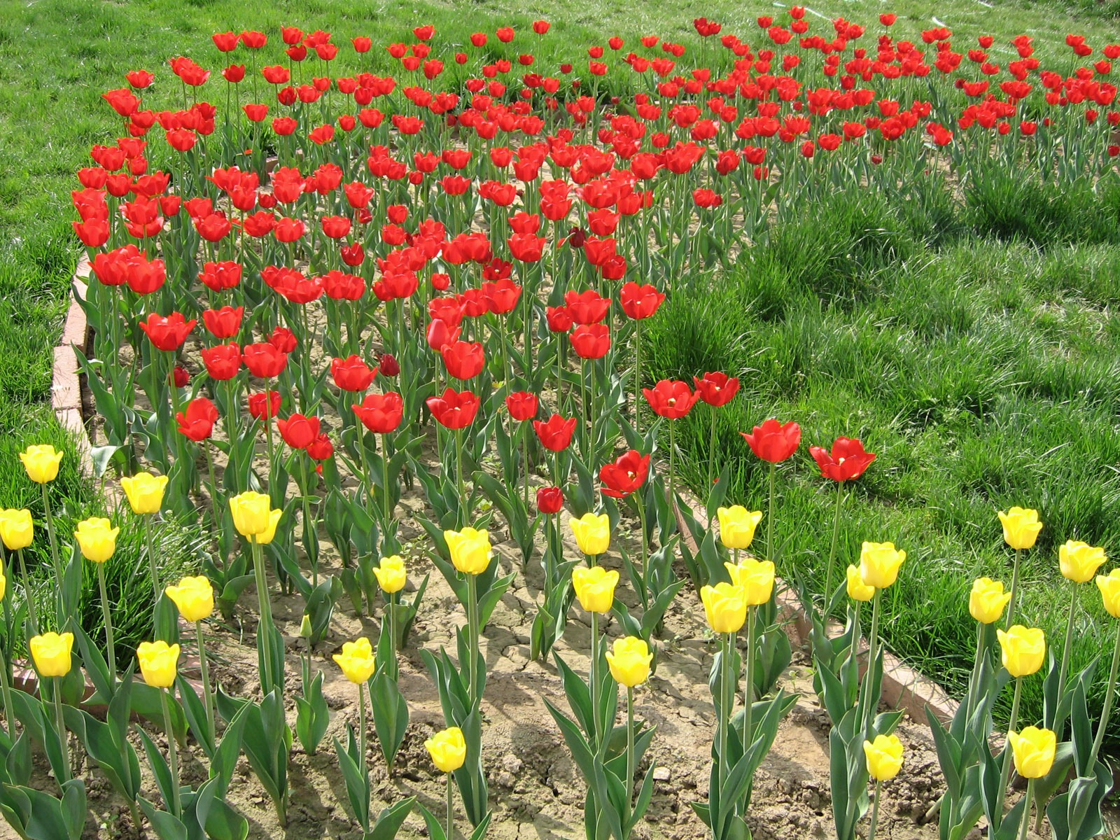 Fond d'écran album Tulip (4) #16 - 1600x1200