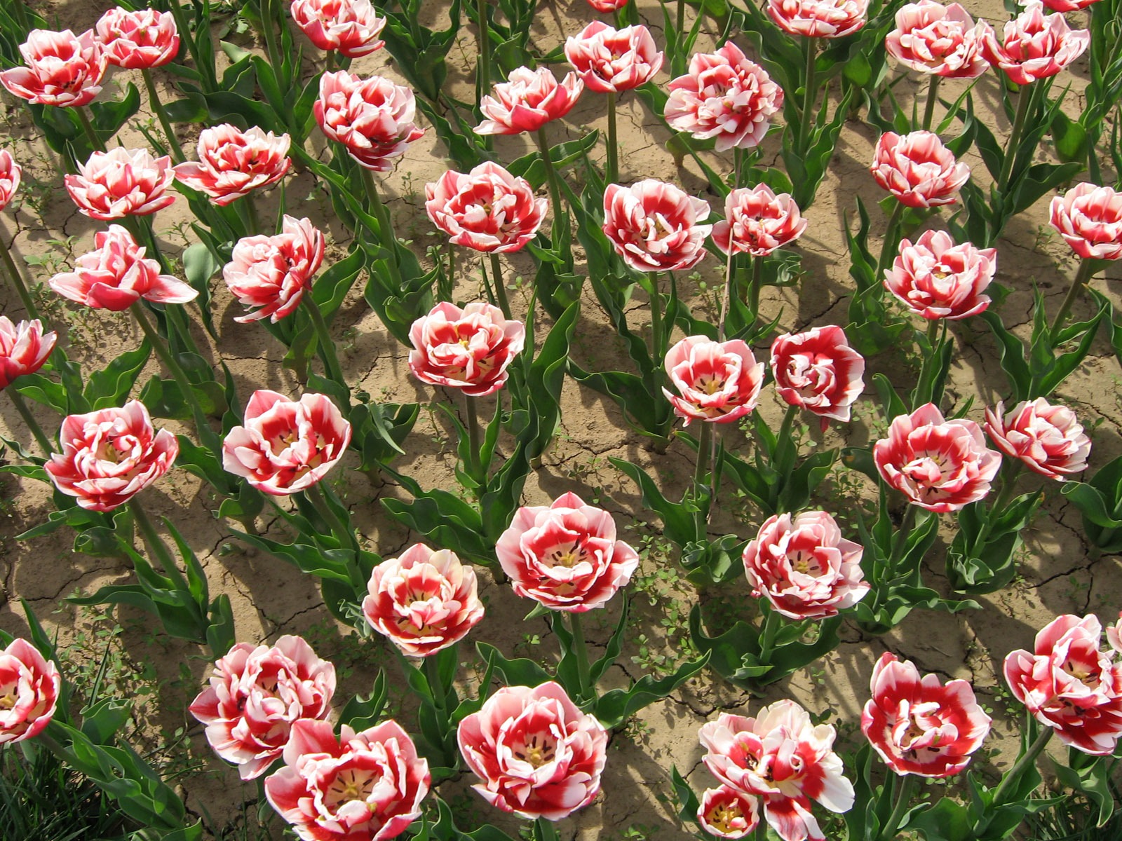 Tulip wallpaper album (6) #11 - 1600x1200