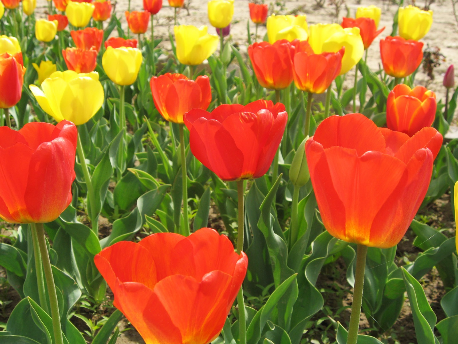 Tulip tapety album (6) #19 - 1600x1200