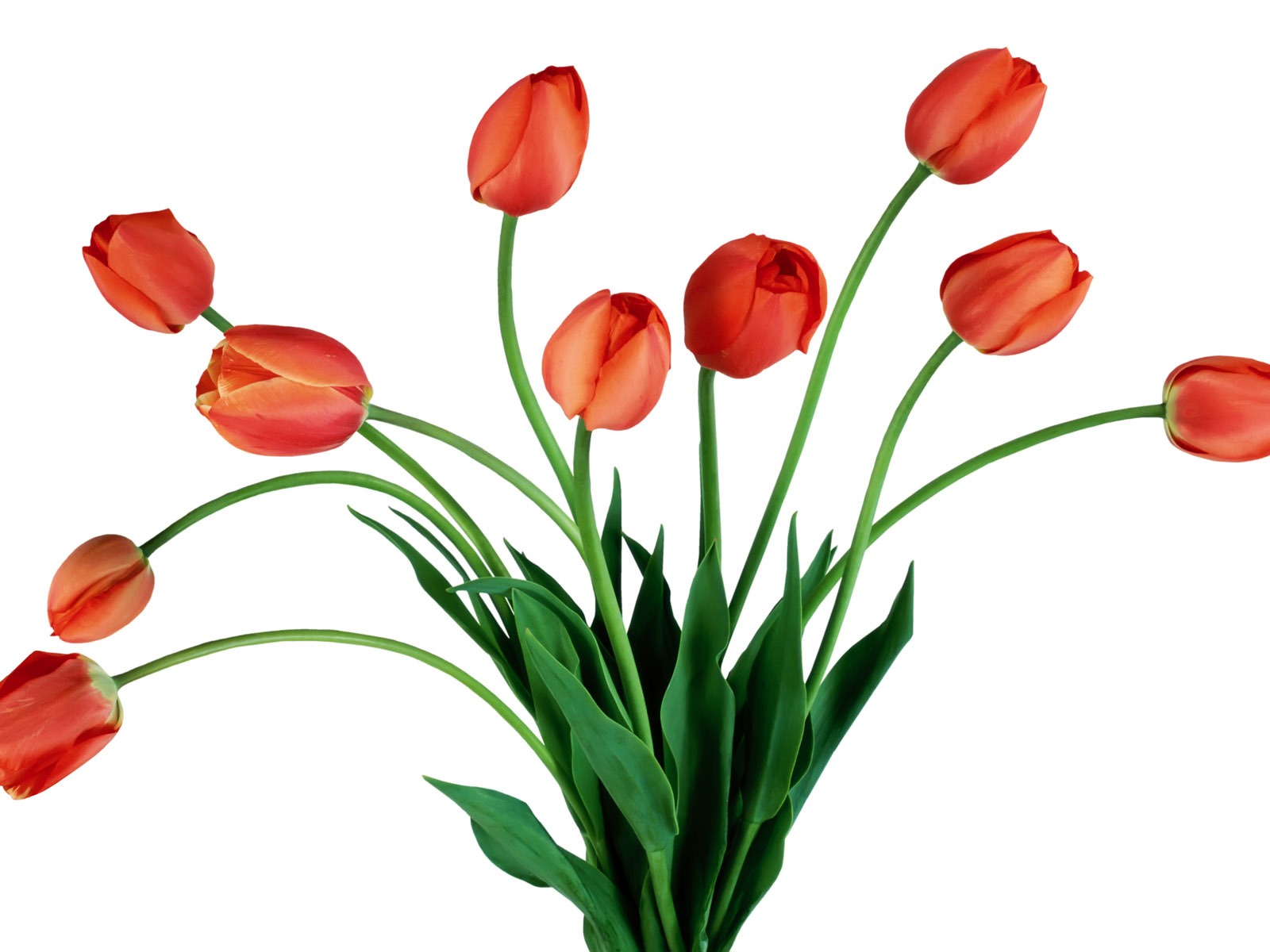 Tulip tapety album (7) #5 - 1600x1200