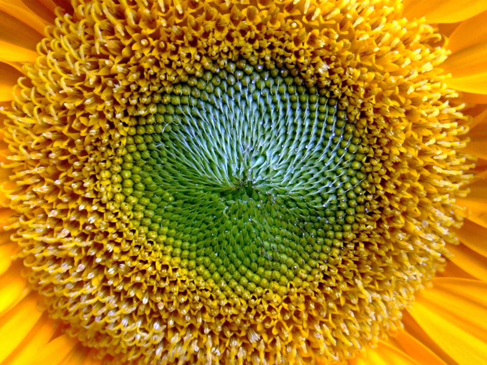 Large green leaves close-up flower wallpaper (1) #1 - 1600x1200