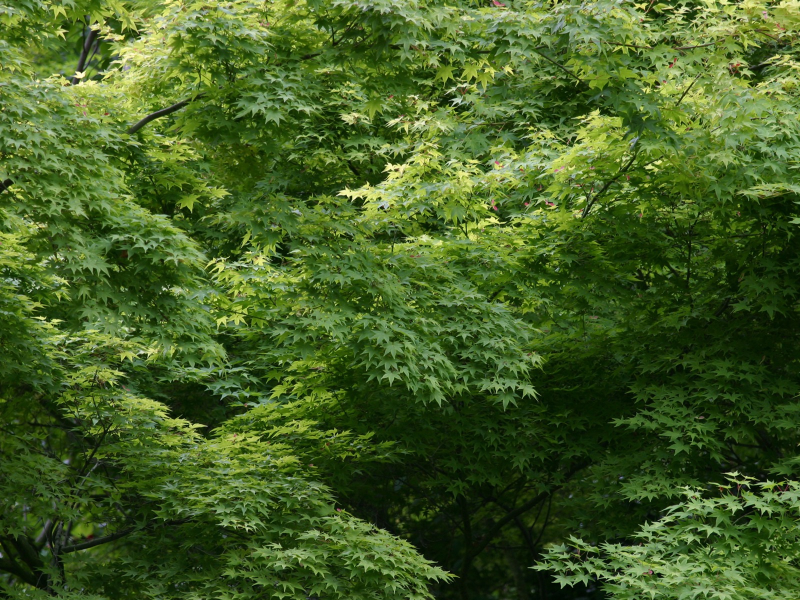 Large green leaves close-up flower wallpaper (1) #8 - 1600x1200