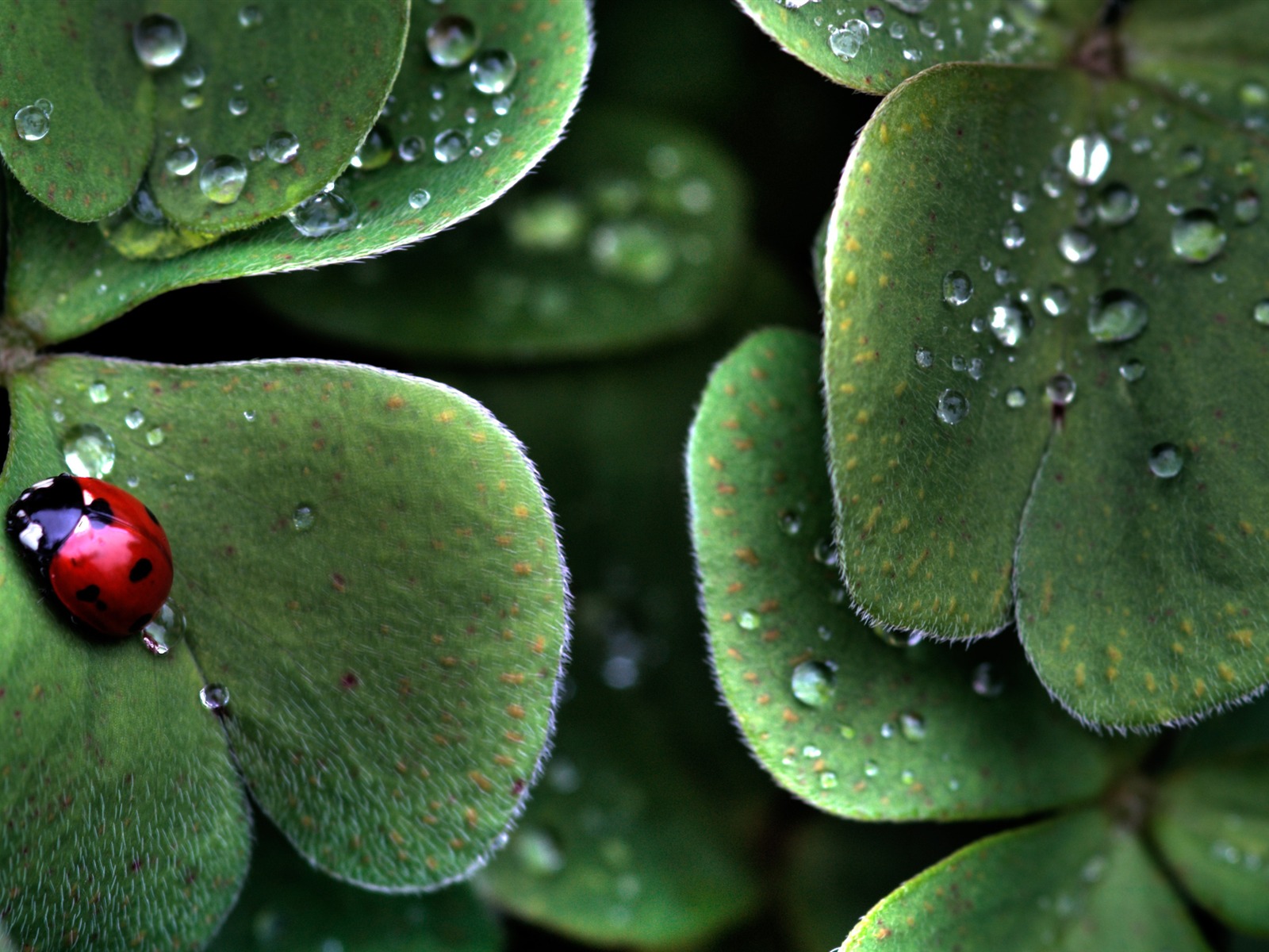 Large green leaves close-up flower wallpaper (1) #16 - 1600x1200