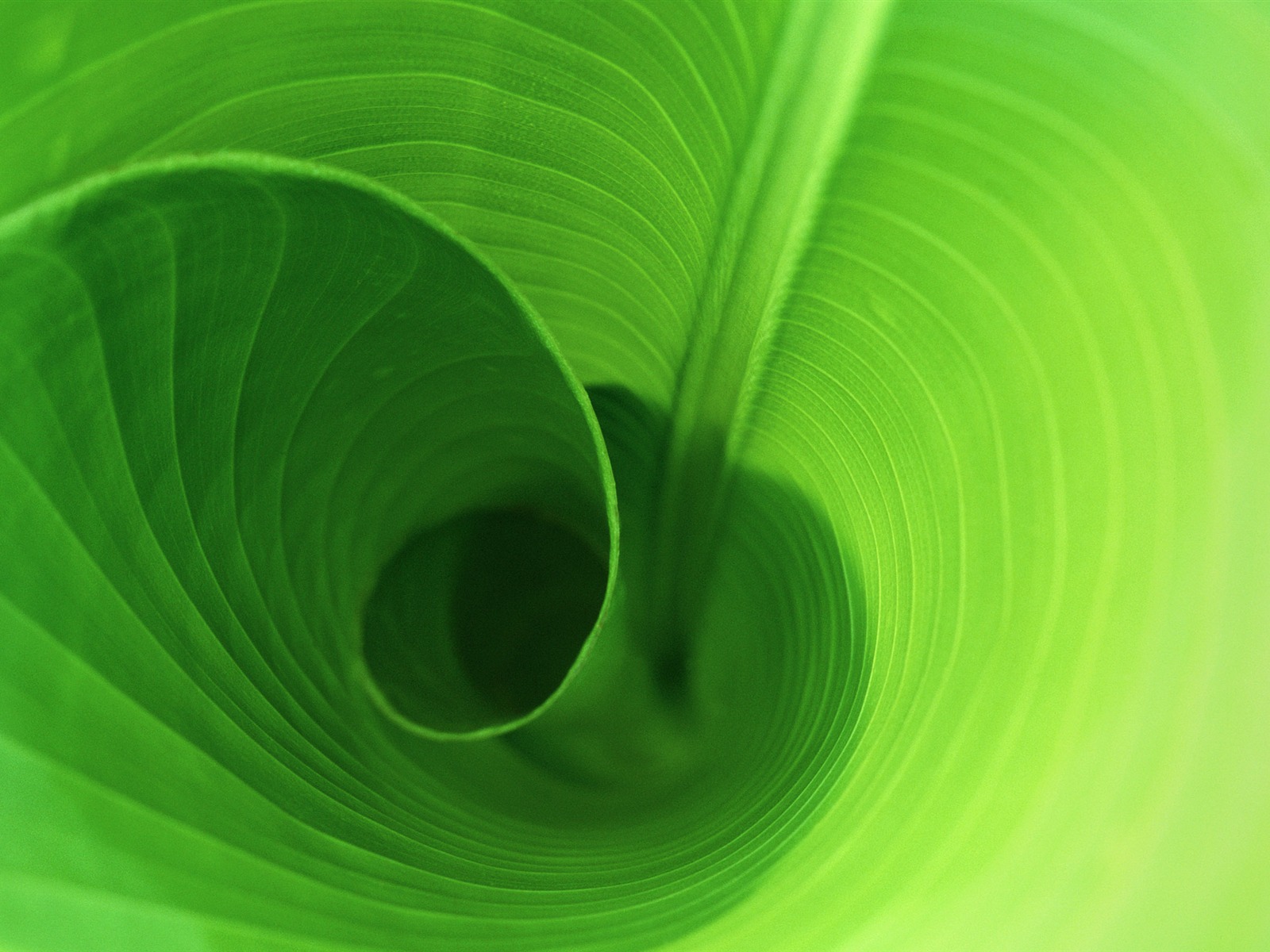 Large green leaves close-up flower wallpaper (2) #3 - 1600x1200