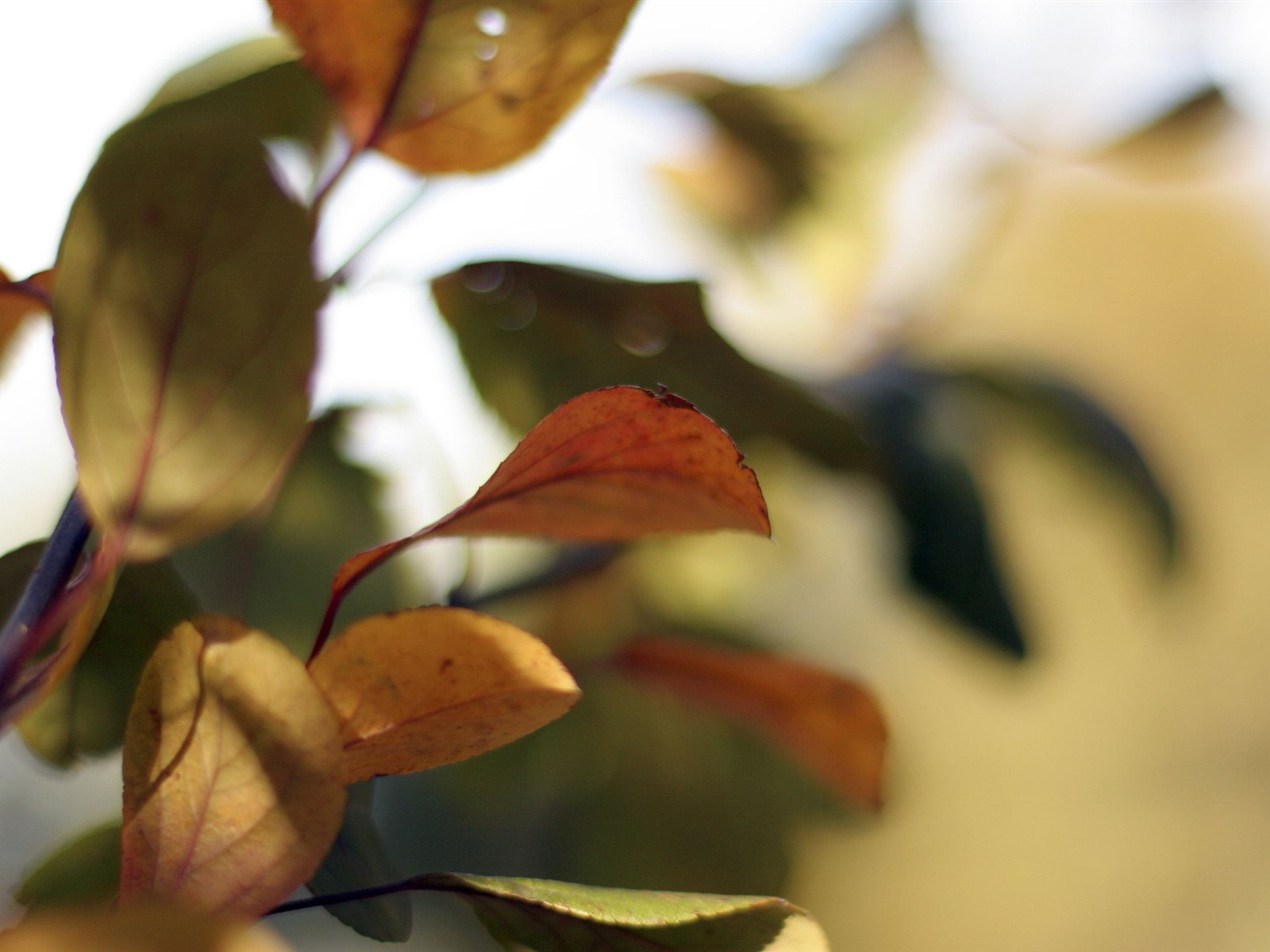 Large green leaves close-up flower wallpaper (2) #5 - 1600x1200