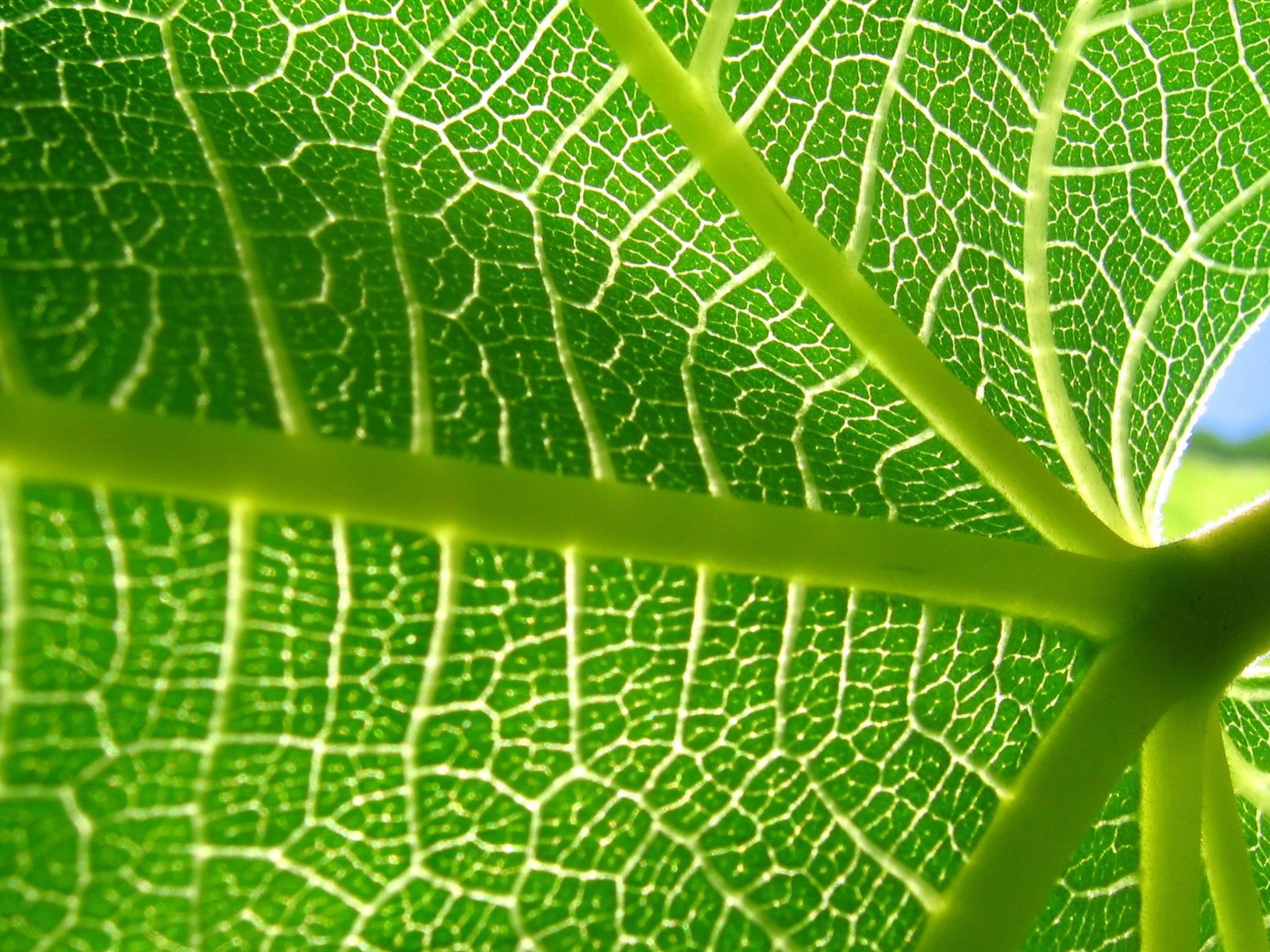 Large green leaves close-up flower wallpaper (2) #13 - 1600x1200