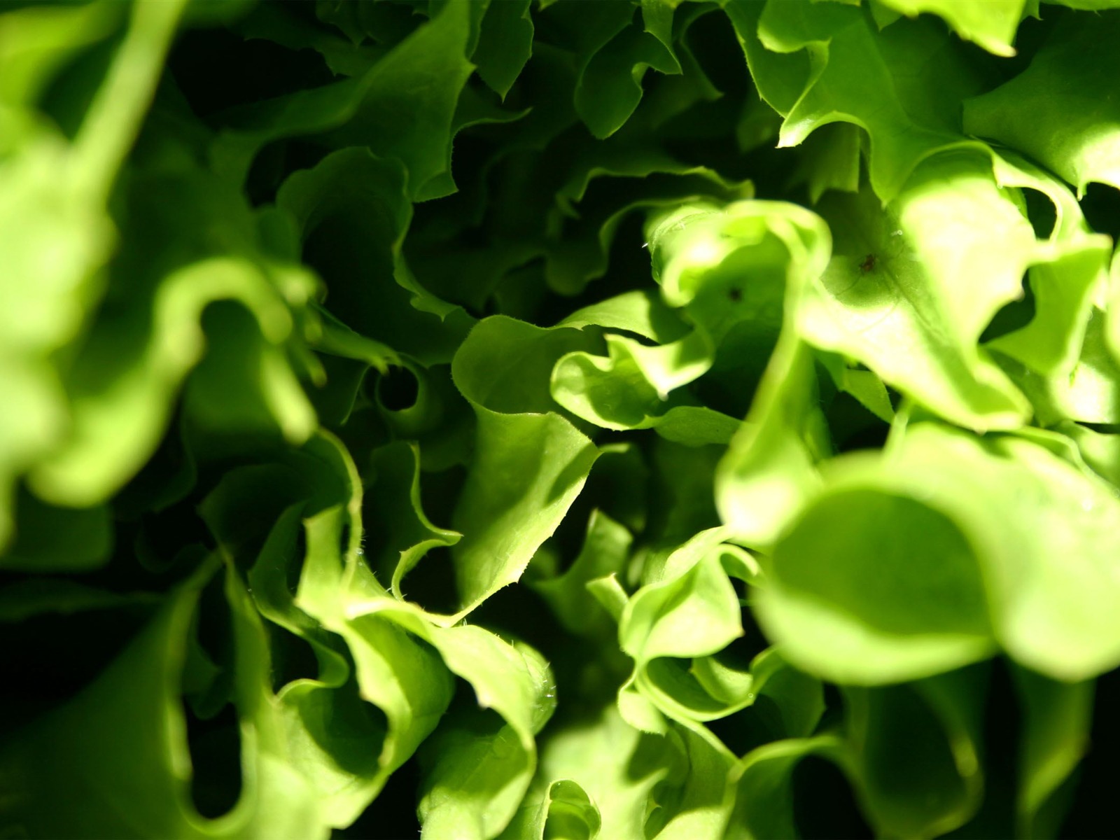 Large green leaves close-up flower wallpaper (2) #14 - 1600x1200