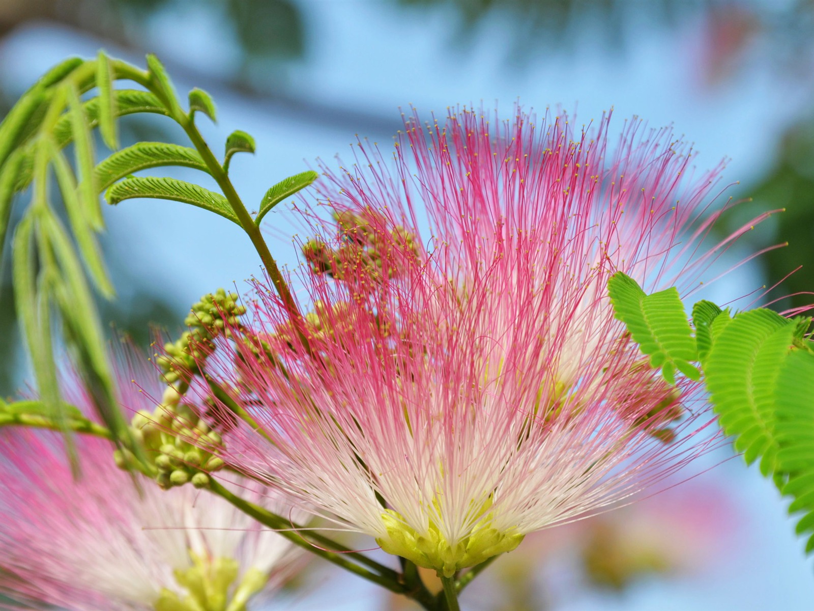 Large green leaves close-up flower wallpaper (2) #20 - 1600x1200