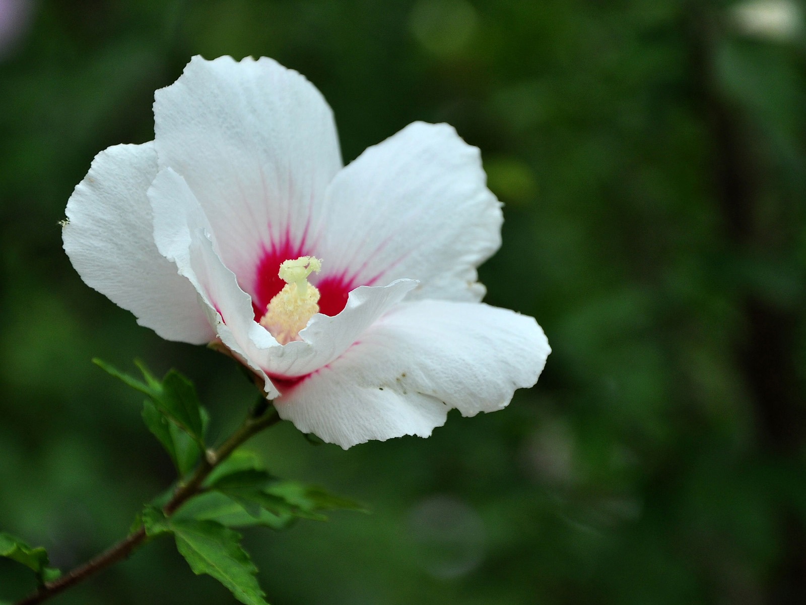 貞潔如玉木槿花 (老狼團隊作品) #4 - 1600x1200