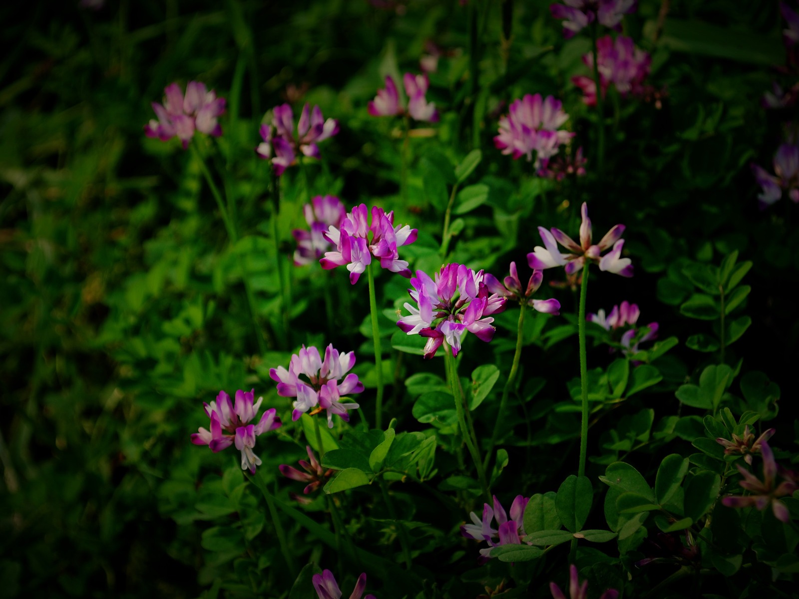 これらの花（Pretty in Pinkで526エントリ） #3 - 1600x1200