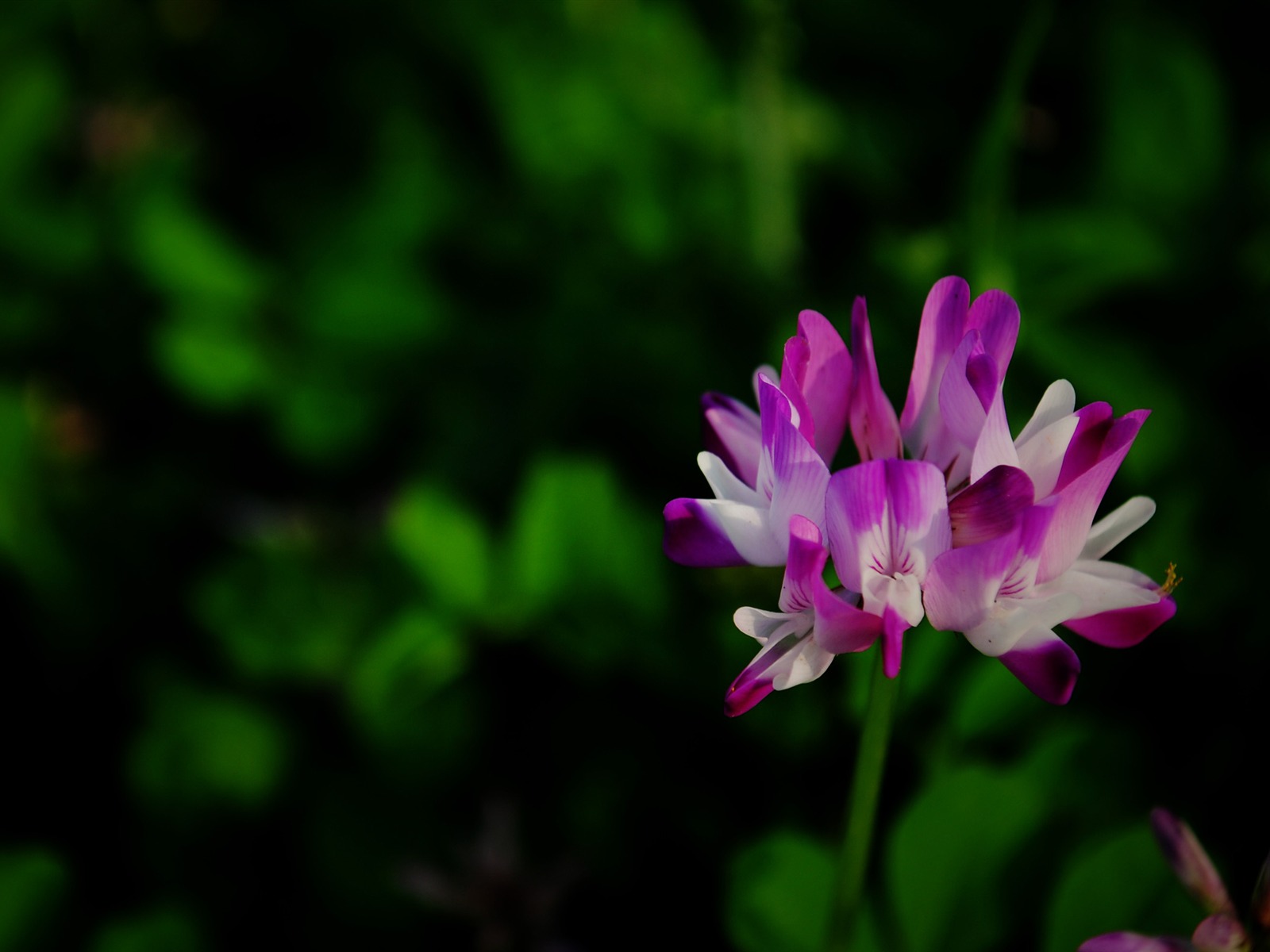 これらの花（Pretty in Pinkで526エントリ） #5 - 1600x1200