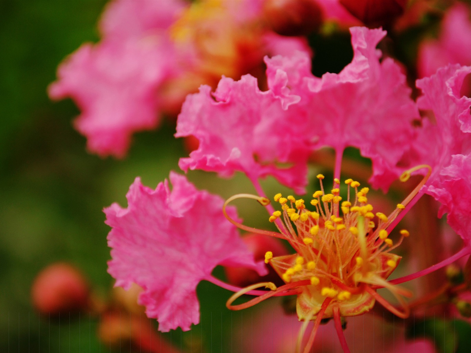花（Pretty in Pinkで526エントリ） #1 - 1600x1200