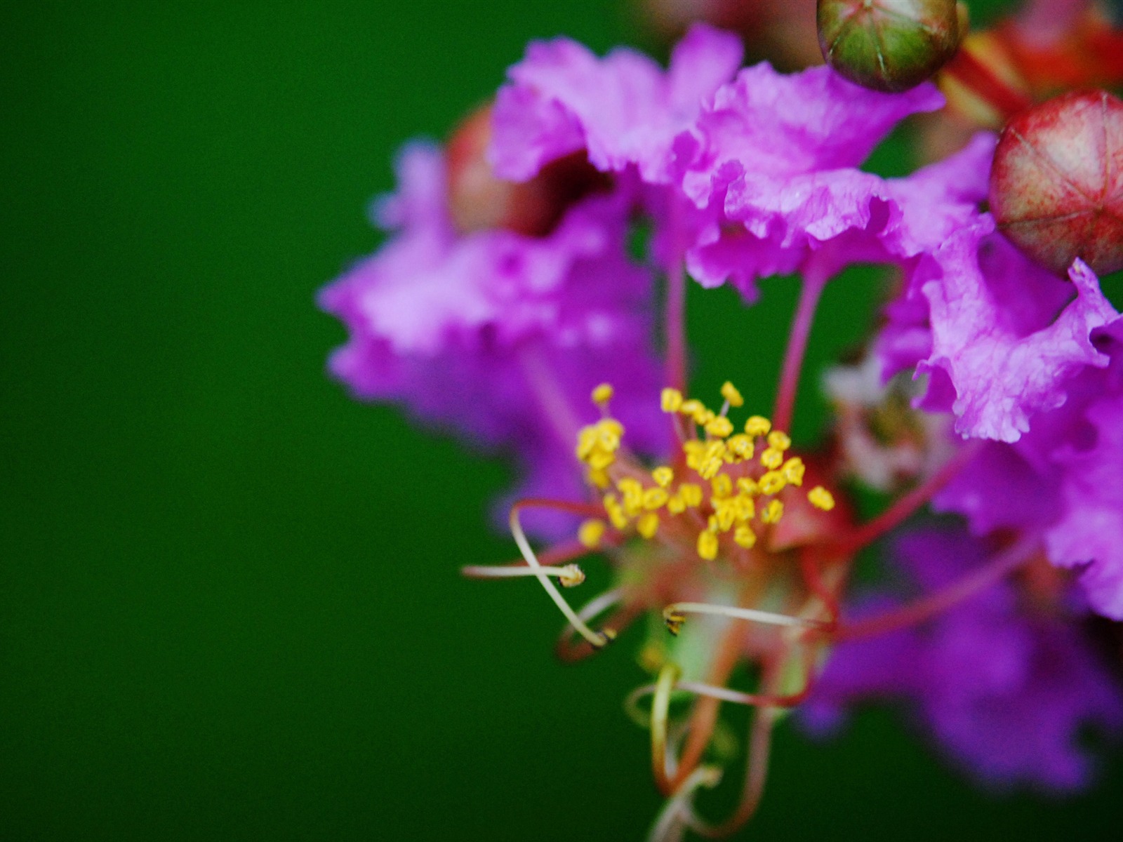 花（Pretty in Pinkで526エントリ） #4 - 1600x1200