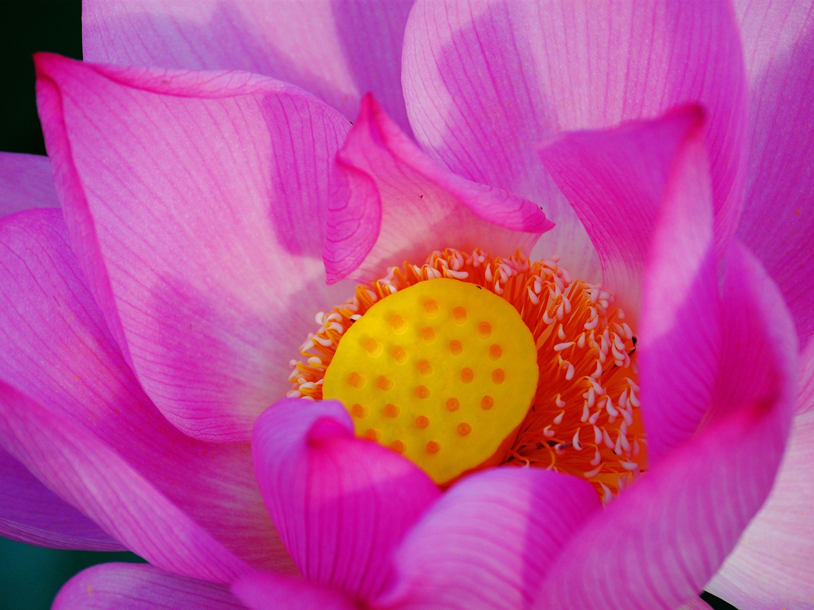 花（Pretty in Pinkで526エントリ） #18 - 1600x1200