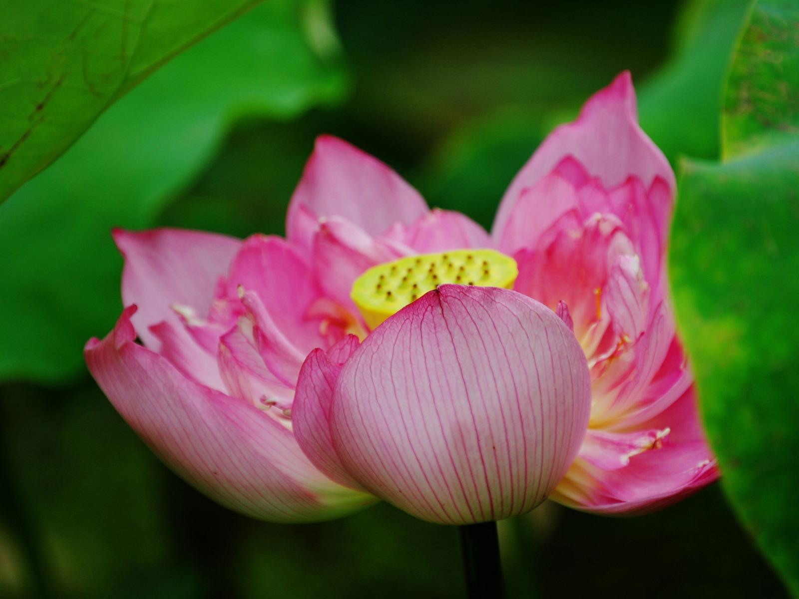 Lotus (Pretty in Pink 526 entries) #2 - 1600x1200