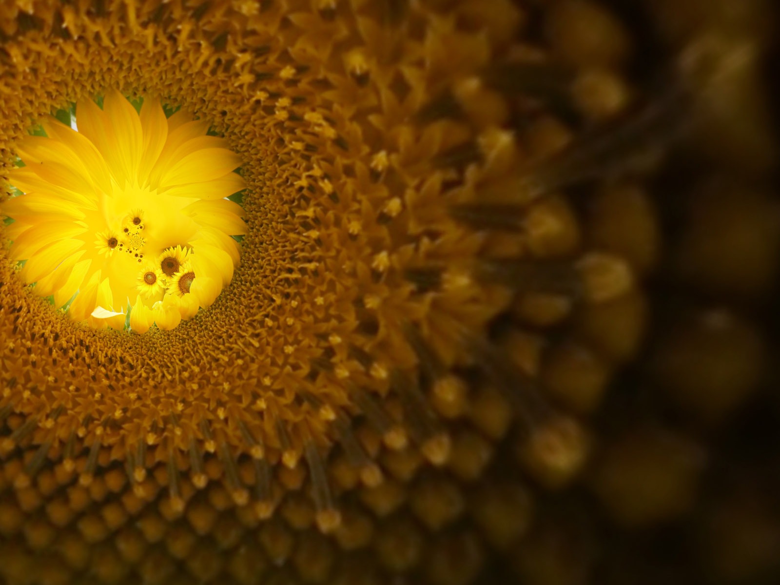Beautiful sunflower close-up wallpaper (1) #5 - 1600x1200