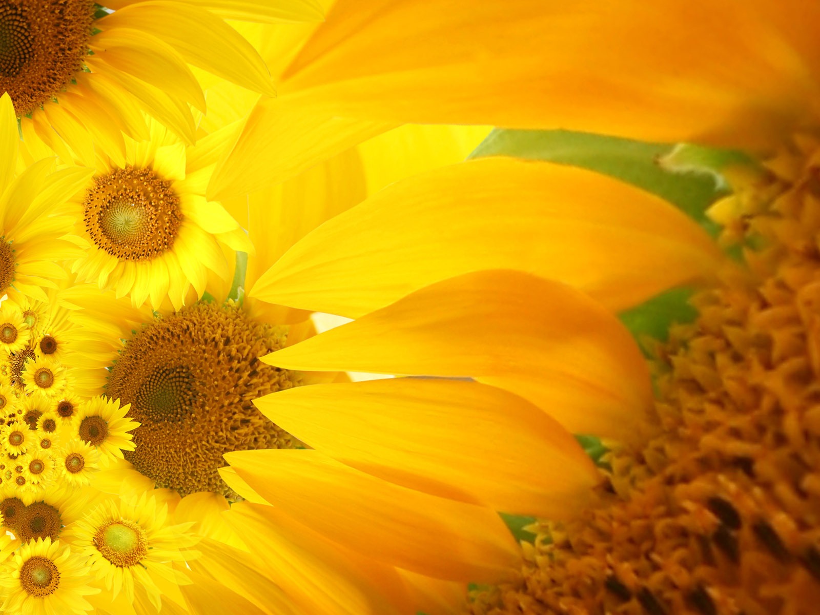 Beautiful sunflower close-up wallpaper (2) #1 - 1600x1200