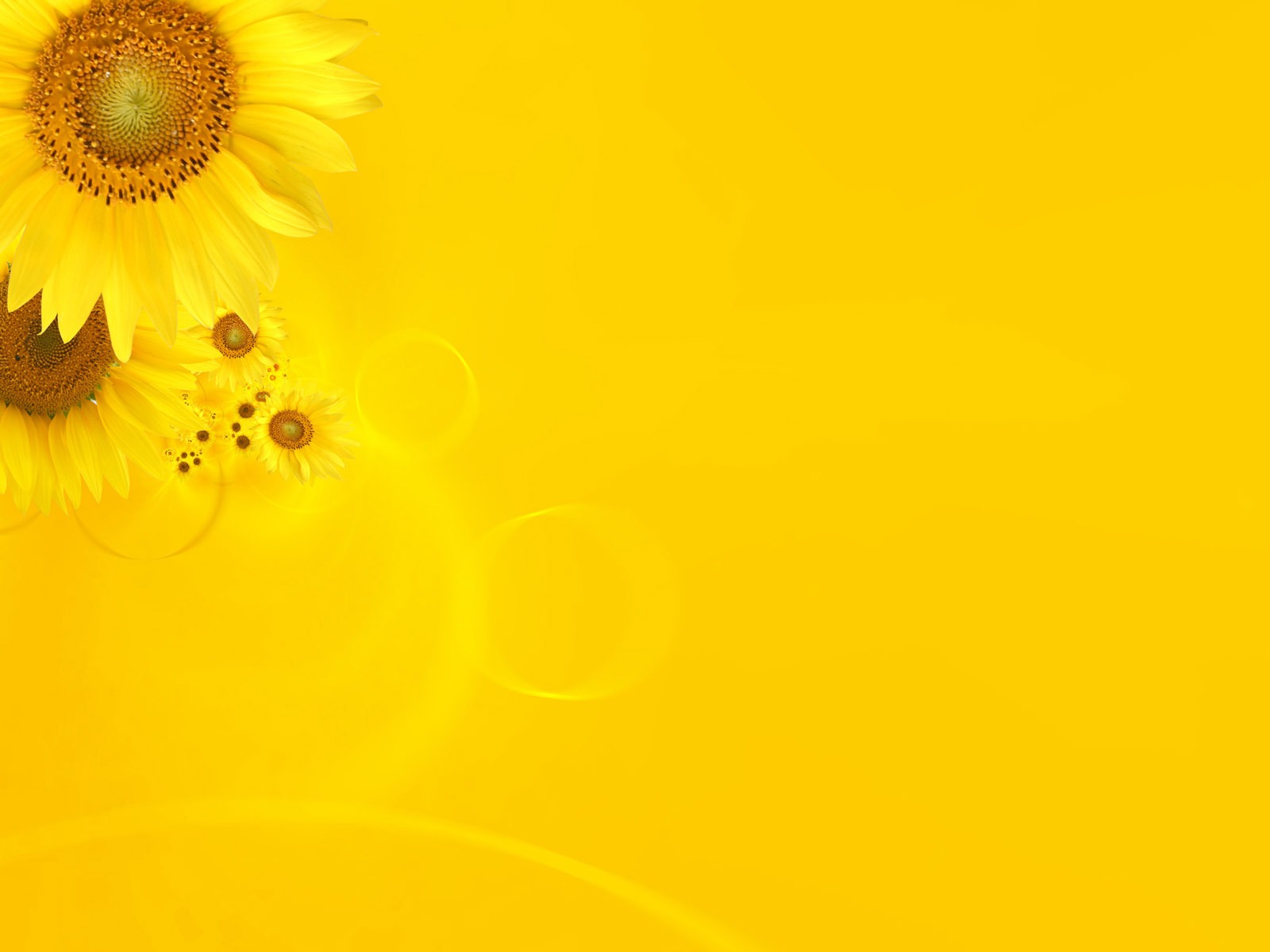 Beautiful sunflower close-up wallpaper (2) #2 - 1600x1200