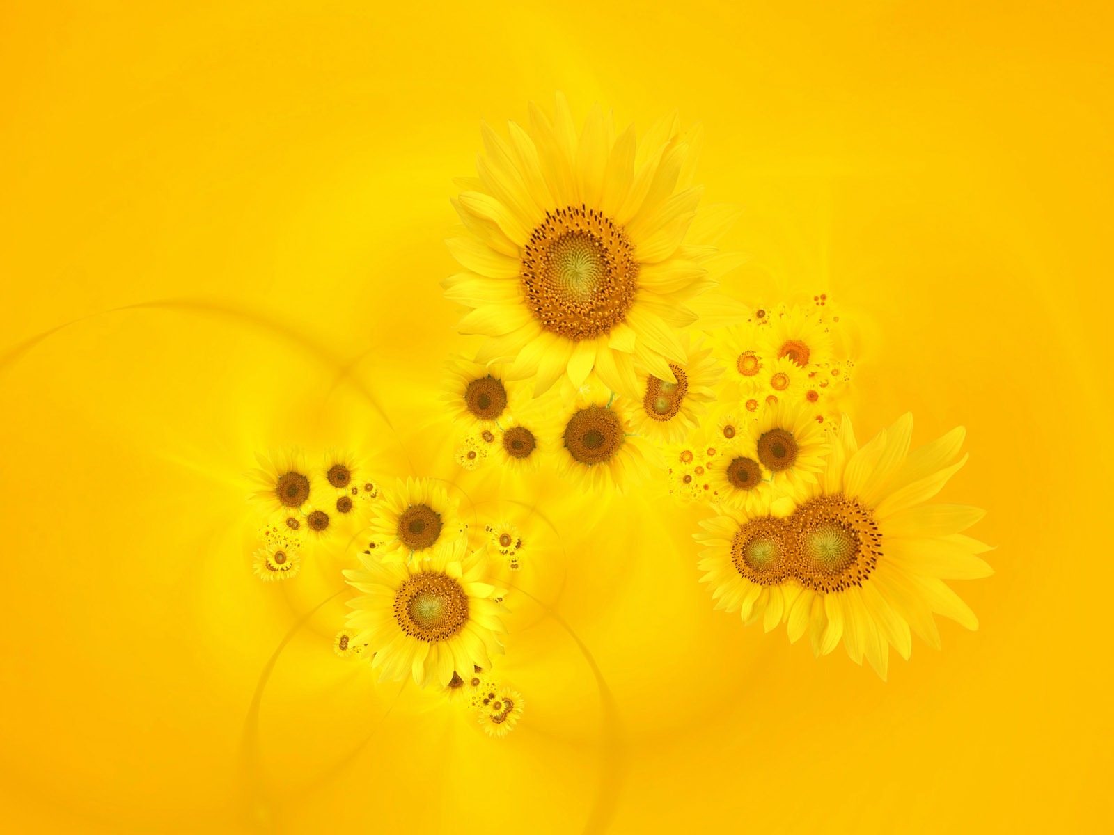 Beautiful sunflower close-up wallpaper (2) #5 - 1600x1200