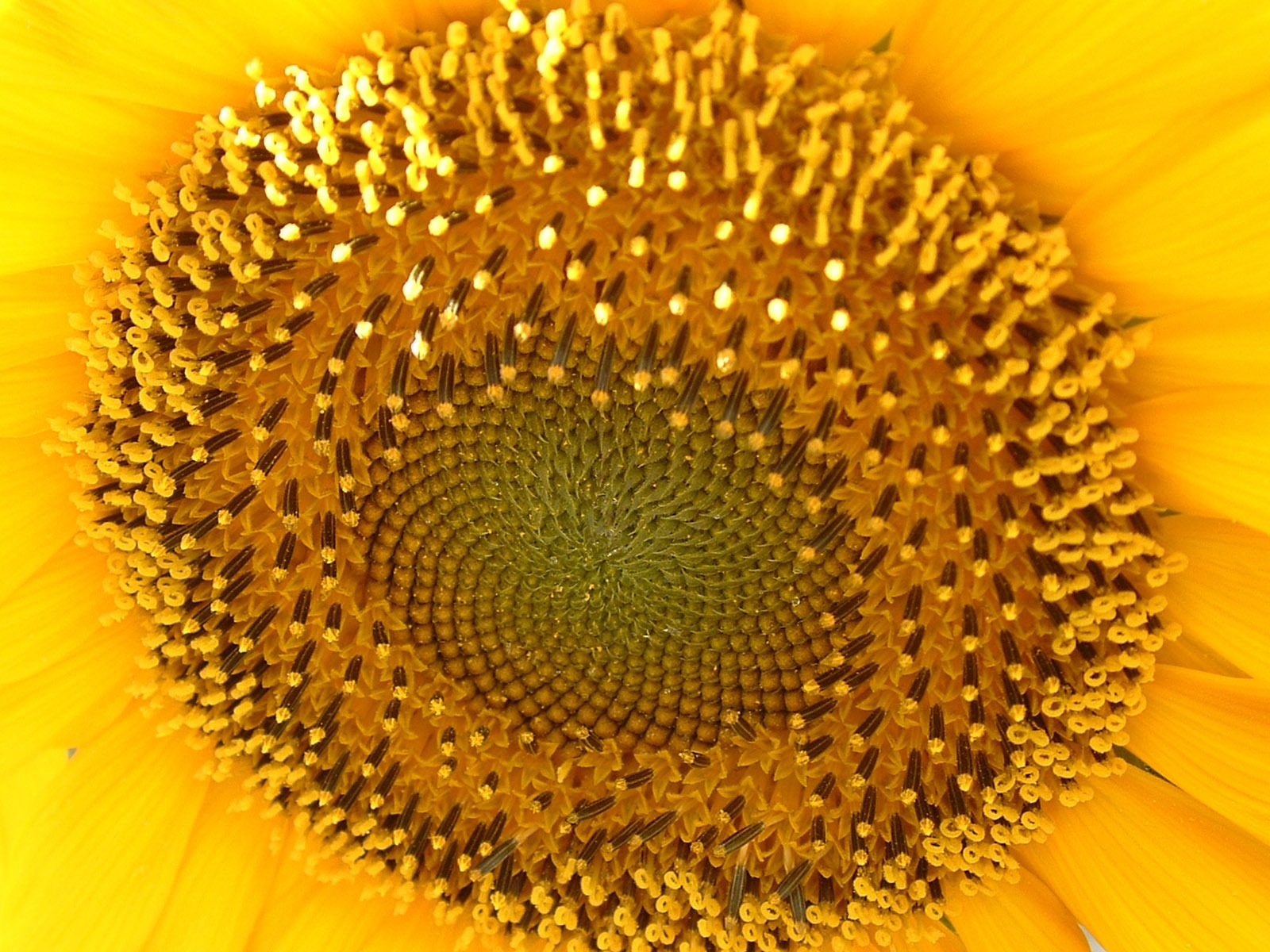 Beautiful sunflower close-up wallpaper (2) #7 - 1600x1200