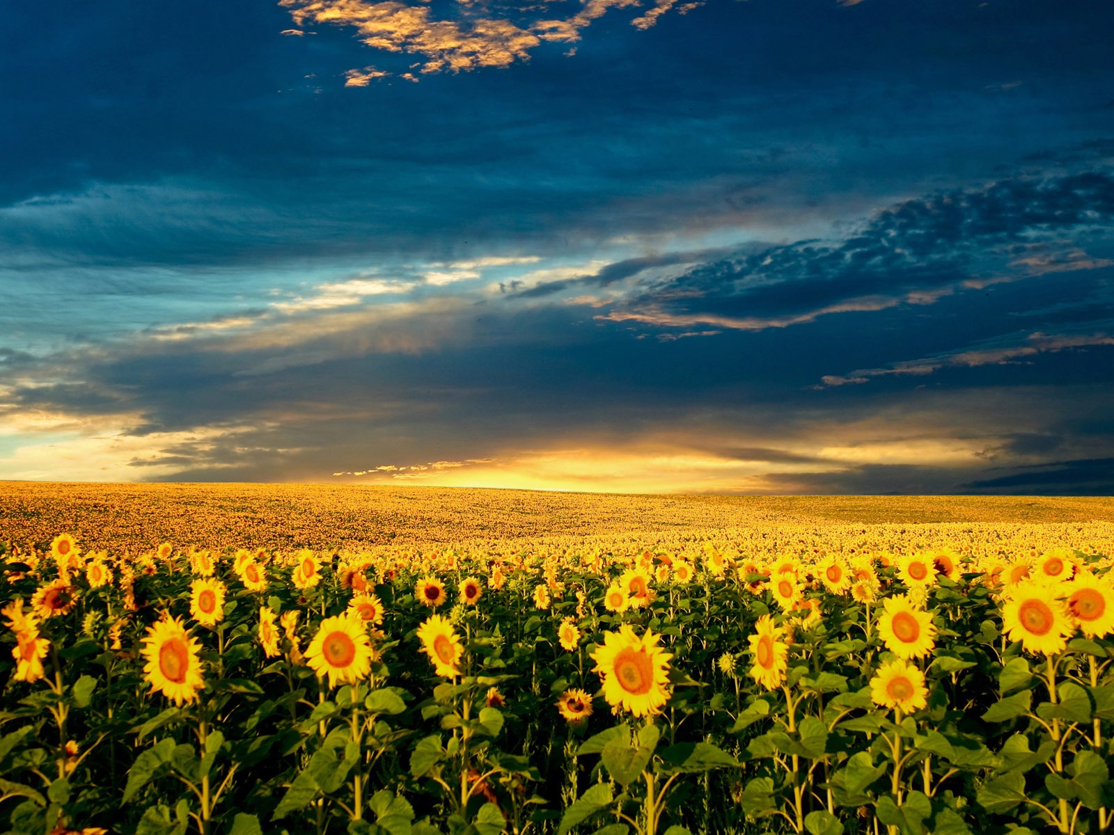 Beautiful sunflower close-up wallpaper (2) #13 - 1600x1200