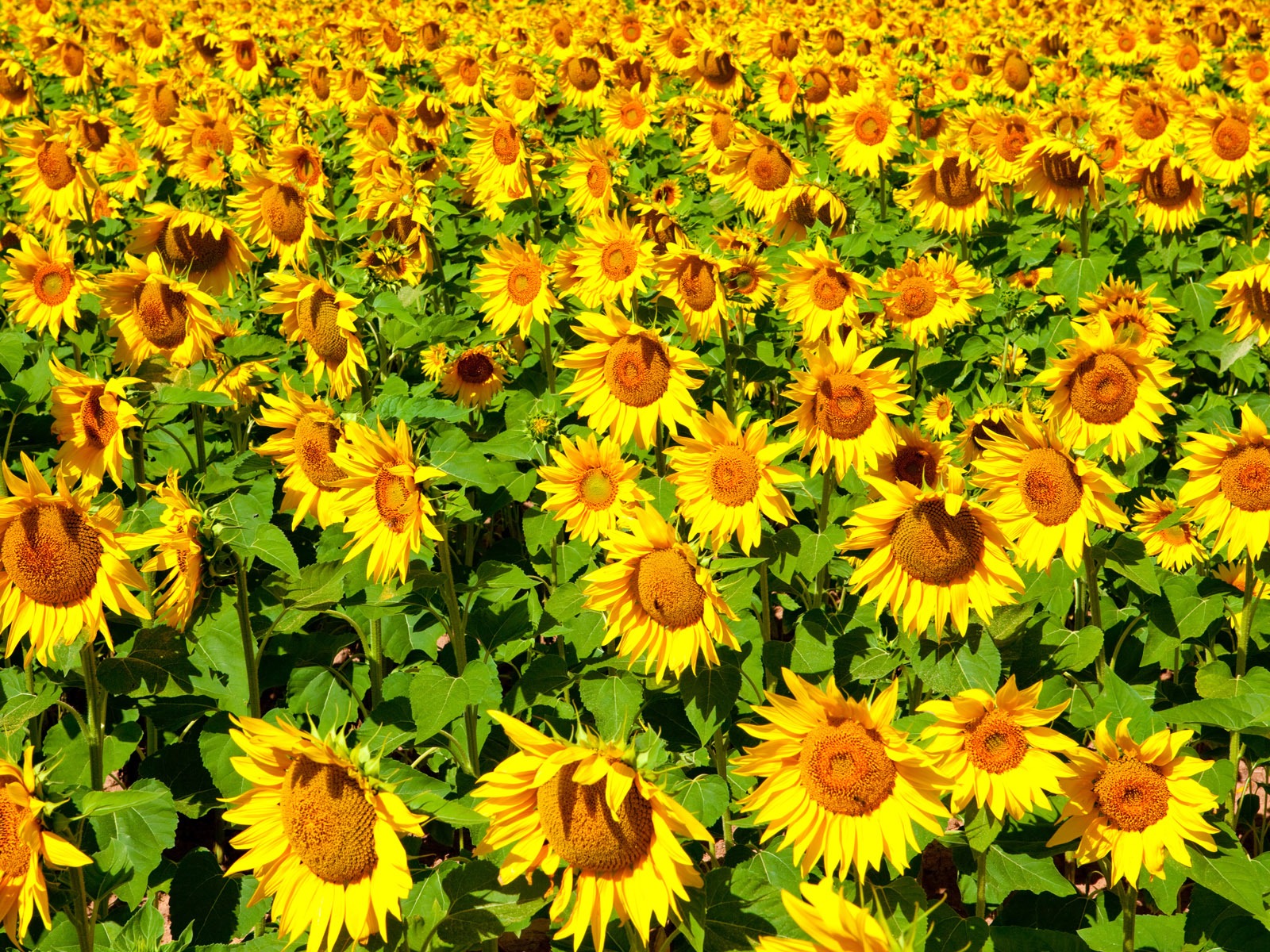 Beautiful Sonnenblumen Nahaufnahme Wallpaper (2) #18 - 1600x1200