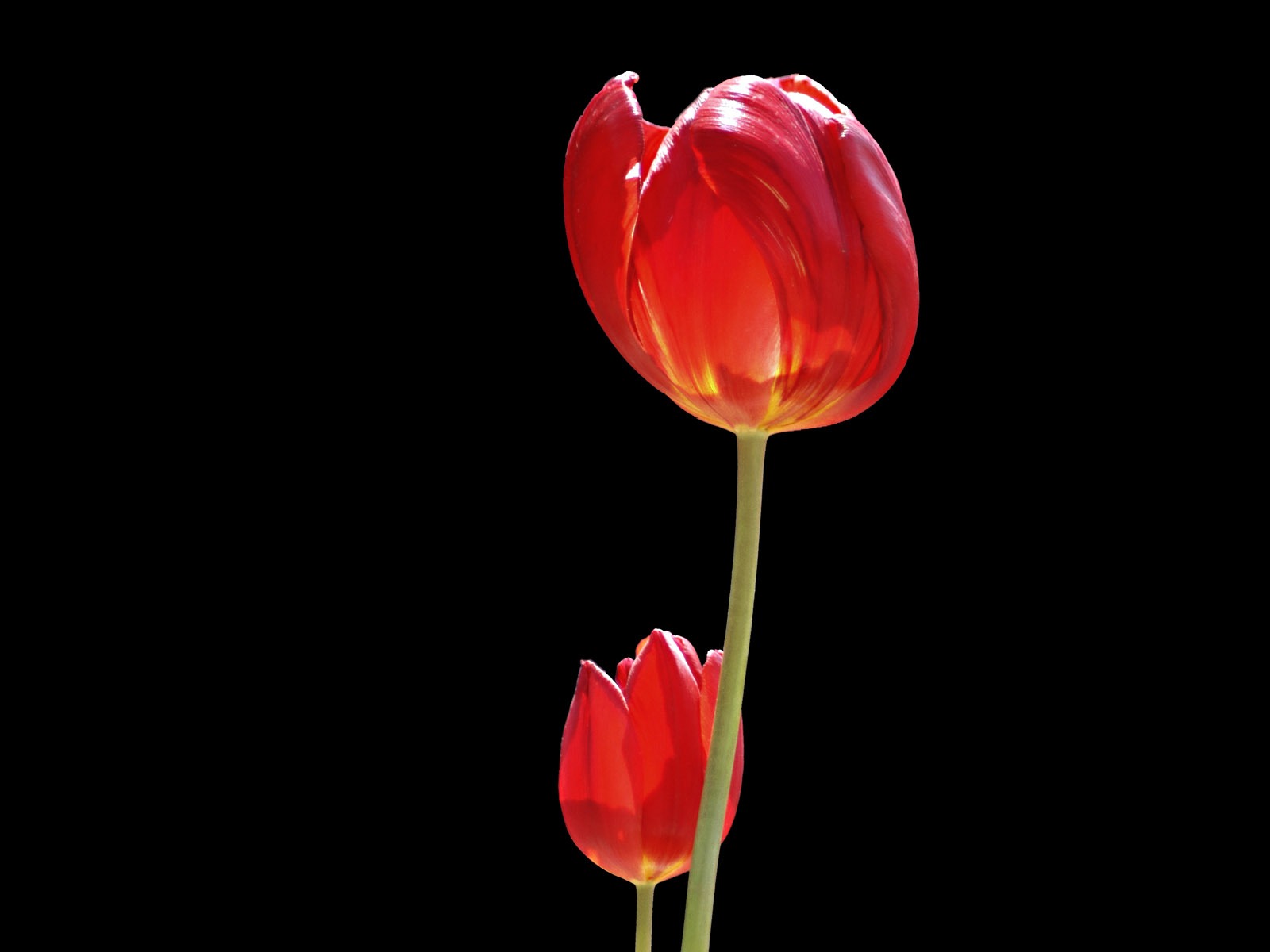 Fond d'écran album Tulip (8) #3 - 1600x1200