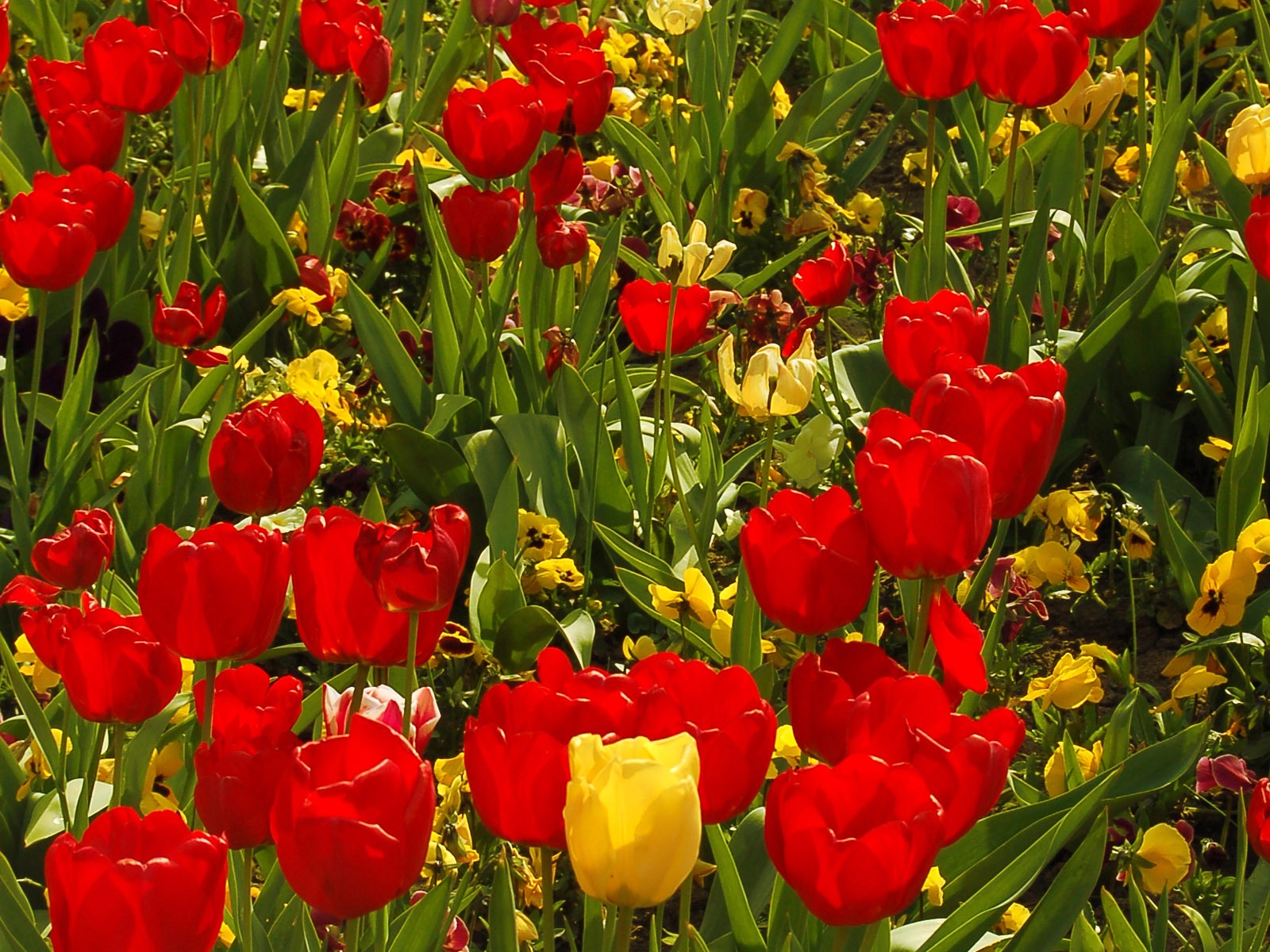 Tulip wallpaper album (8) #13 - 1600x1200