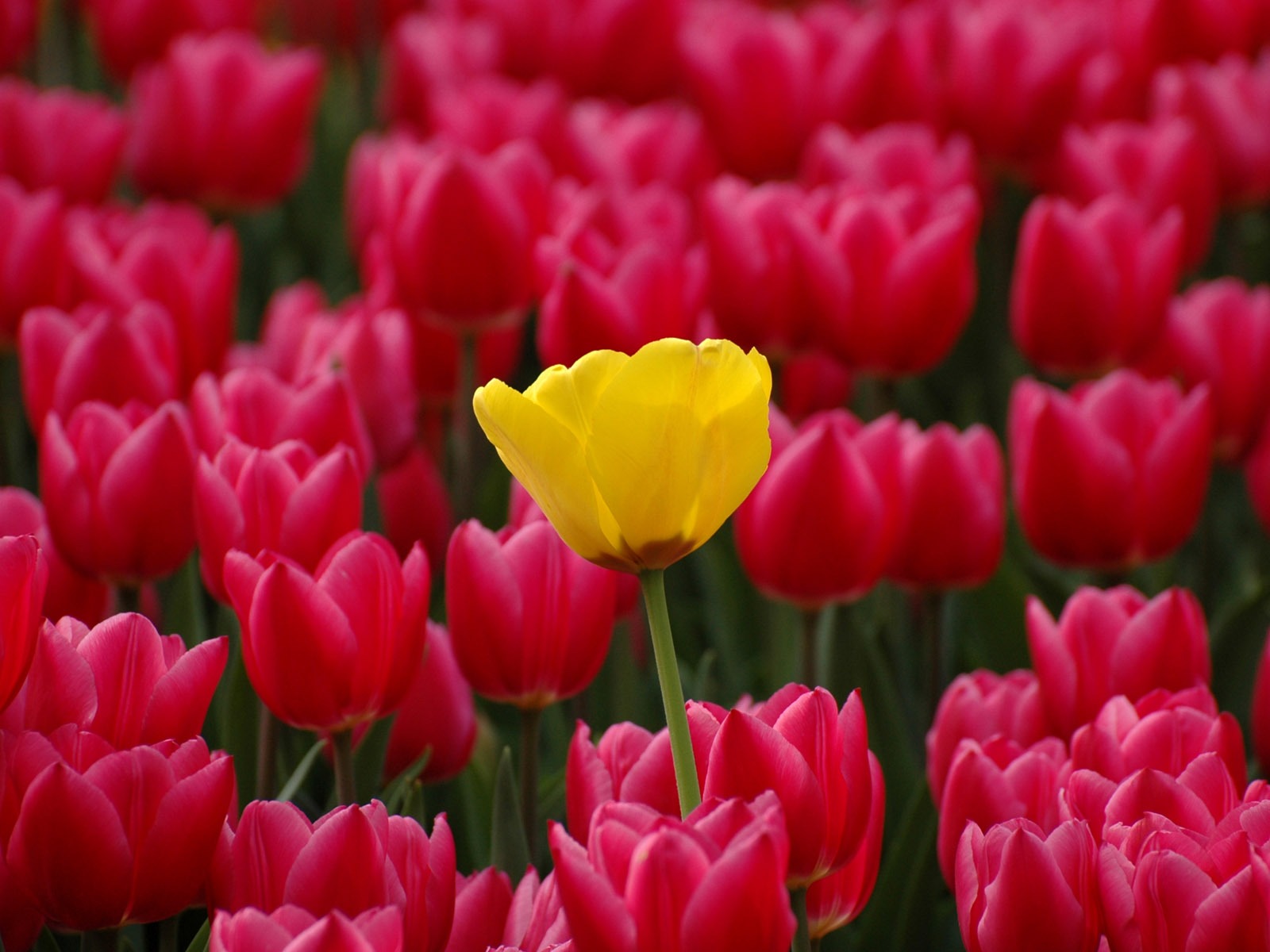 Tulip wallpaper album (8) #14 - 1600x1200