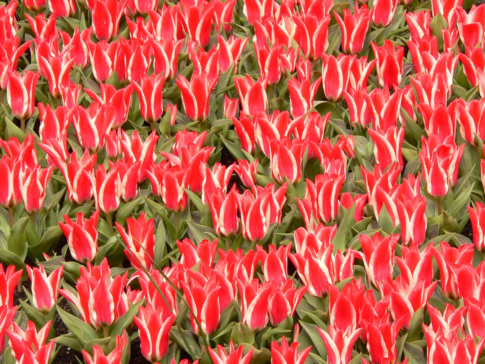 Fond d'écran album Tulip (8) #18 - 1600x1200