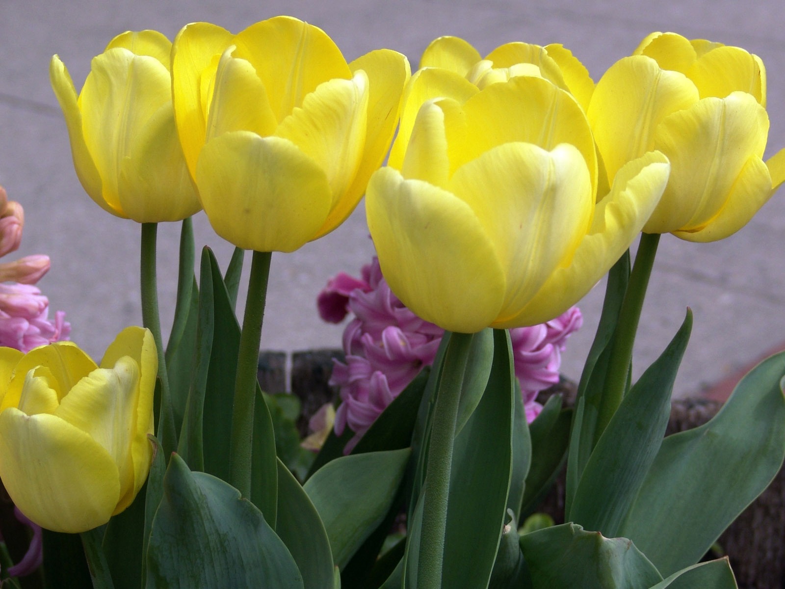 Tulip tapety album (9) #8 - 1600x1200
