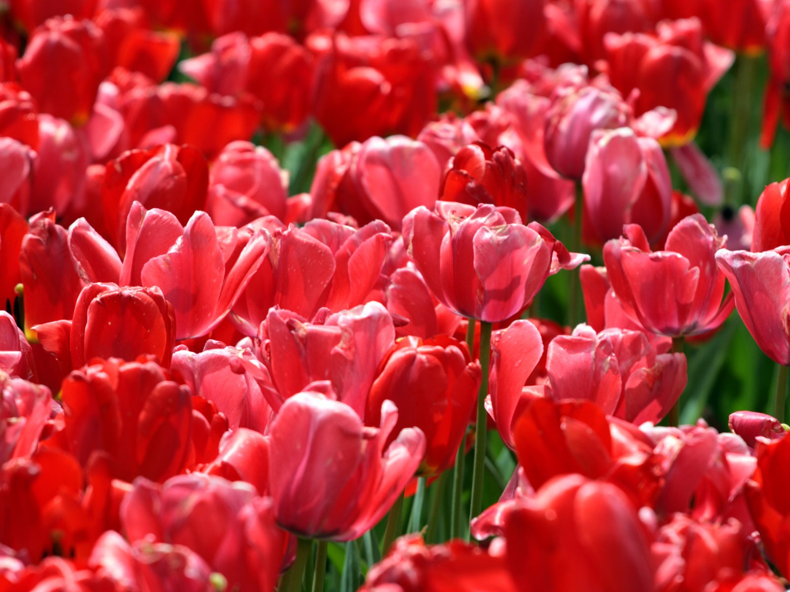 Tulip tapety album (9) #9 - 1600x1200