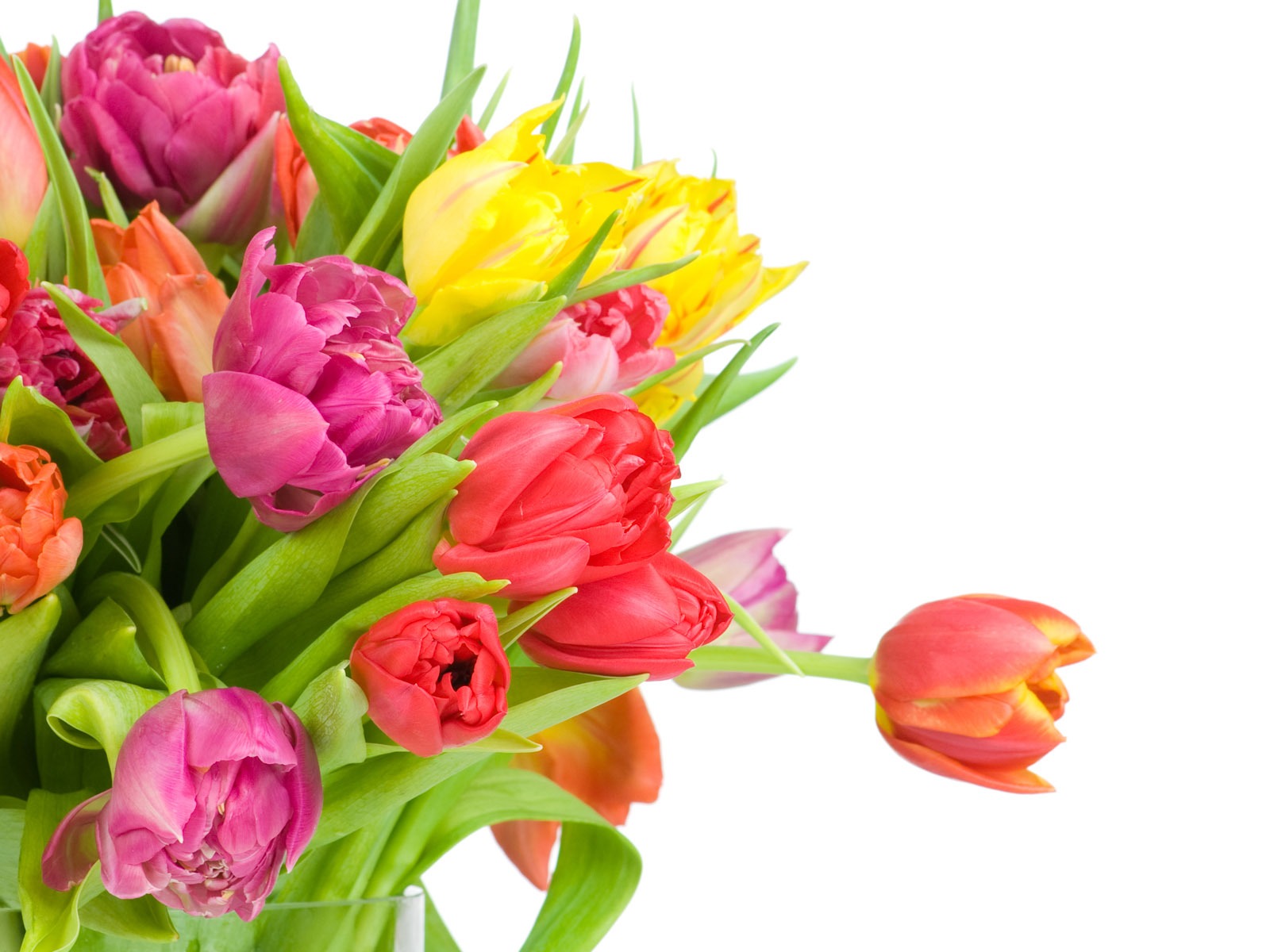 Tulip tapety album (9) #17 - 1600x1200