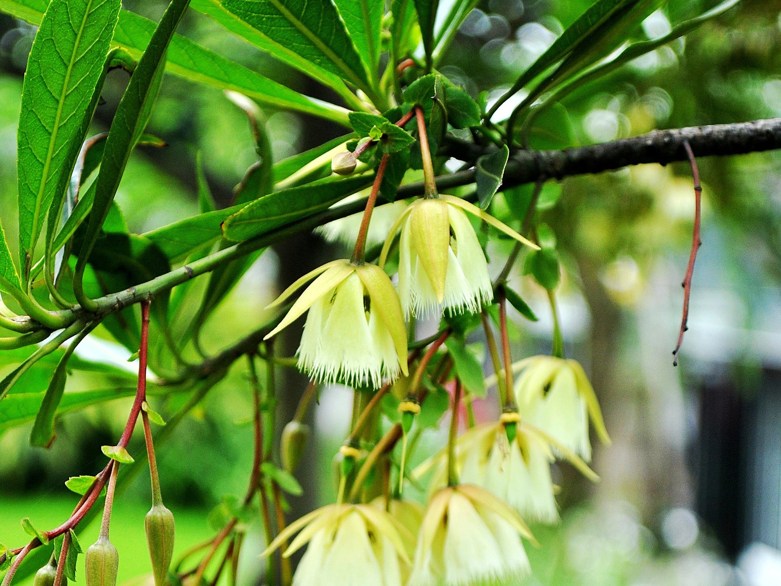 Macro Flower Grass (1) (genzhukou works) #7 - 1600x1200