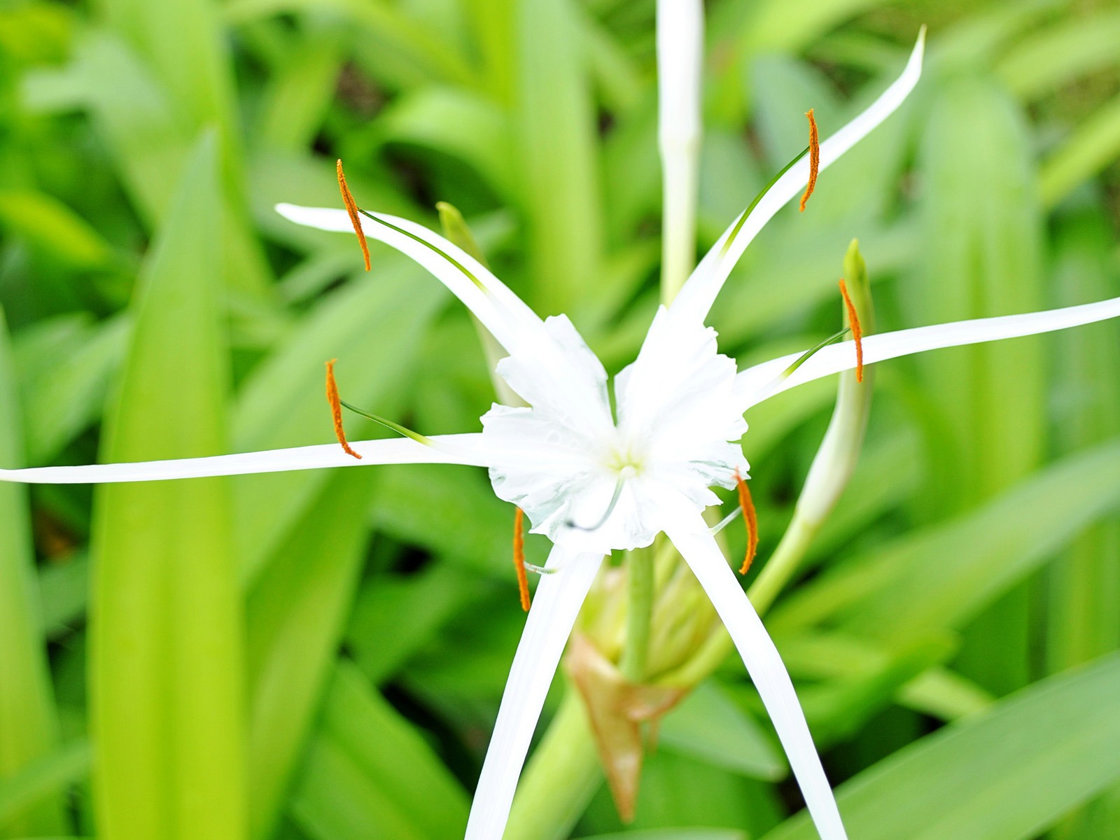 Macro Flower Grass (1) (genzhukou works) #18 - 1600x1200