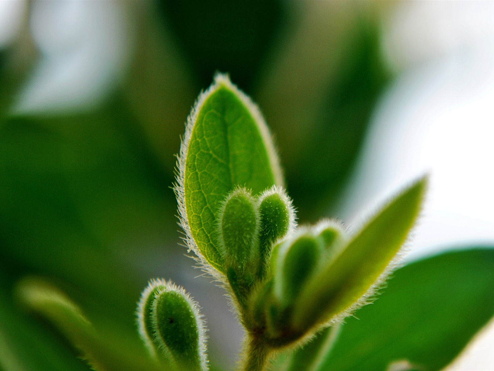 Macro Flower Grass (2) (genzhukou works) #11 - 1600x1200