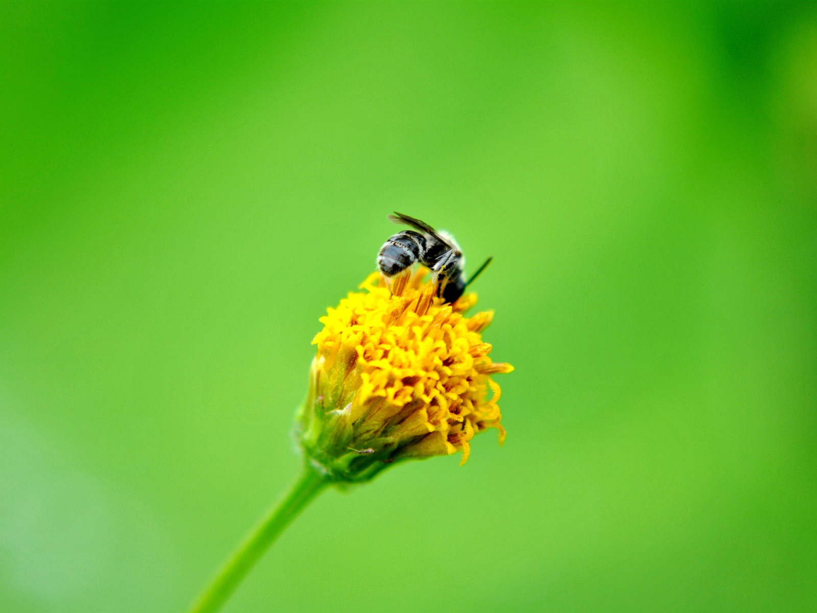 Macro Flower Grass (2) (genzhukou works) #16 - 1600x1200